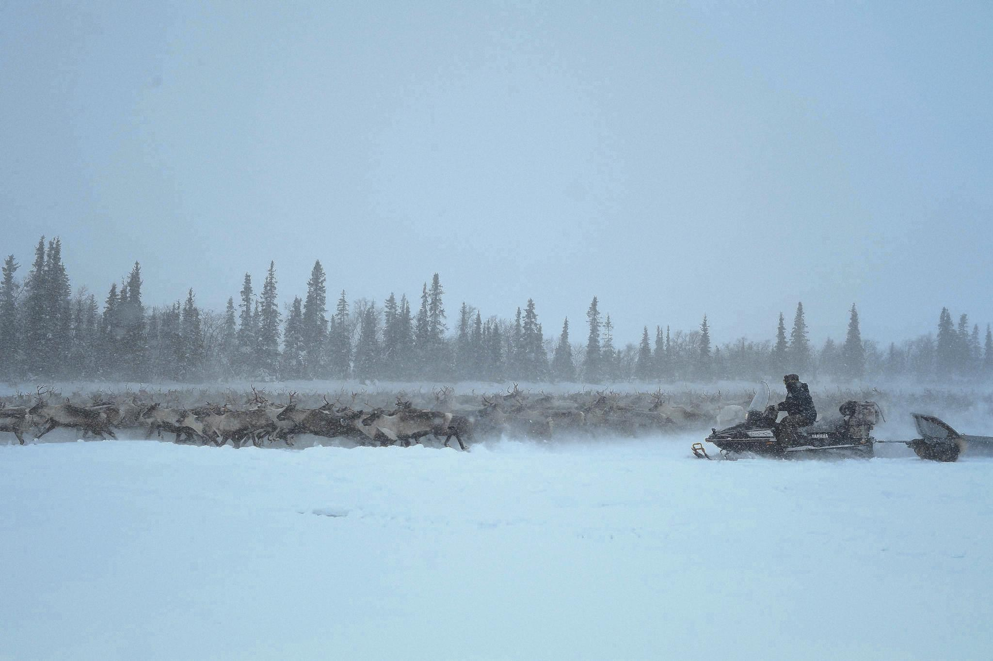 Фототур к северным оленям и саамам. 5–9 марта