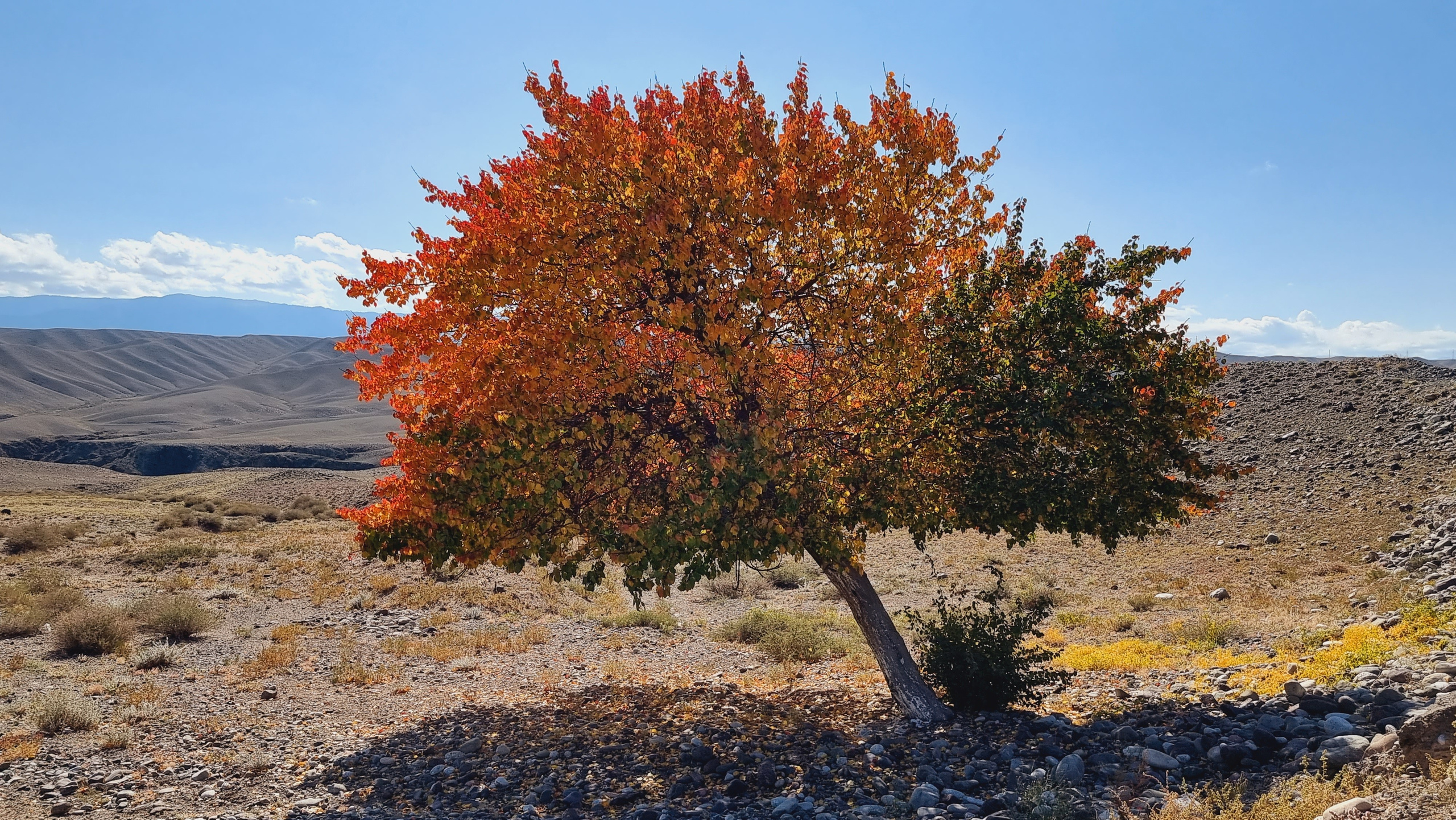 Melon Travel в Алматы: экскурсии и джип туры в Чарынский каньон, озера Каинды, Кольсай, Иссык, национальный парк Алтын Эмель