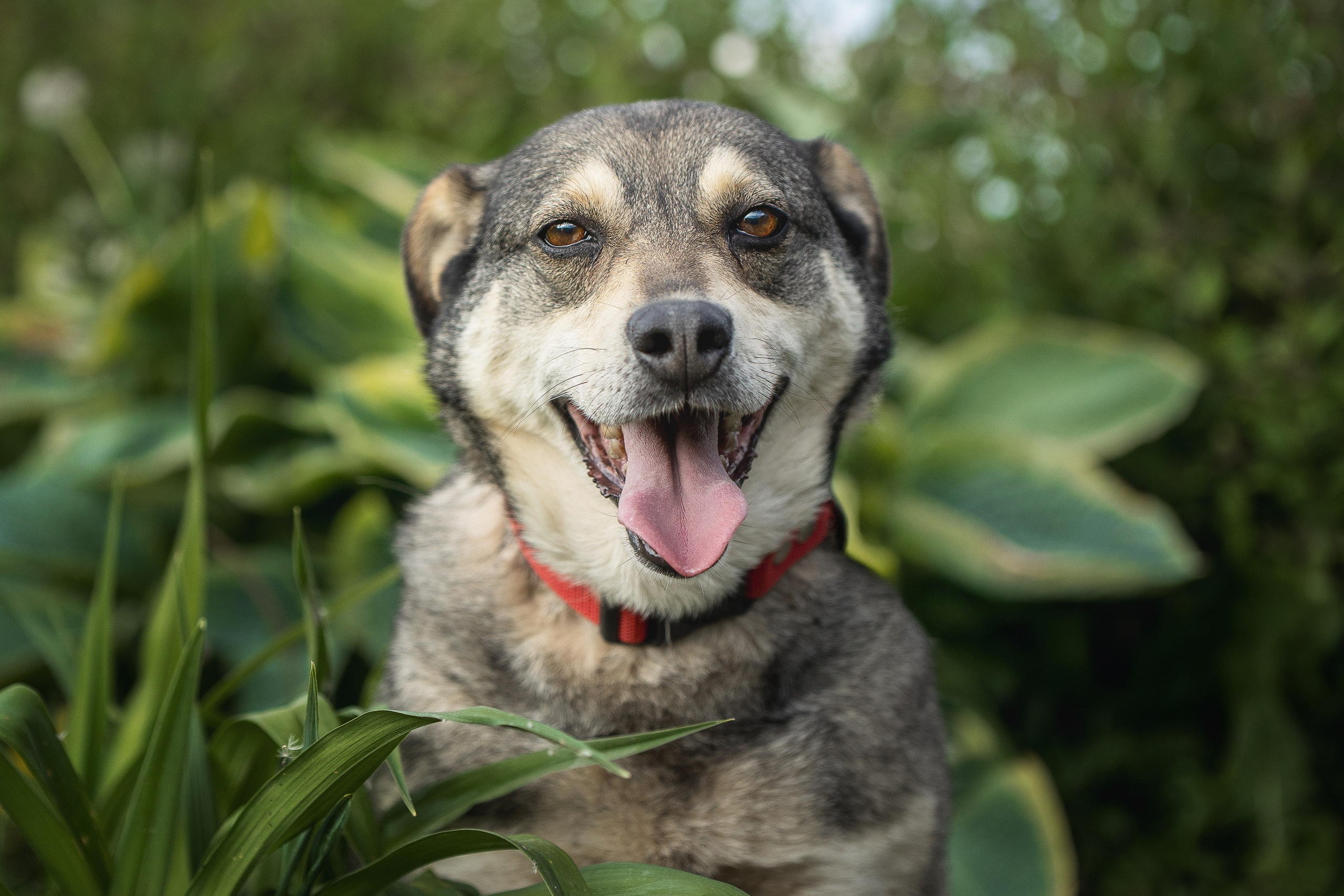 ИЩУТ ДОМ. Фотограф-анималист в Москве и Подмосковье