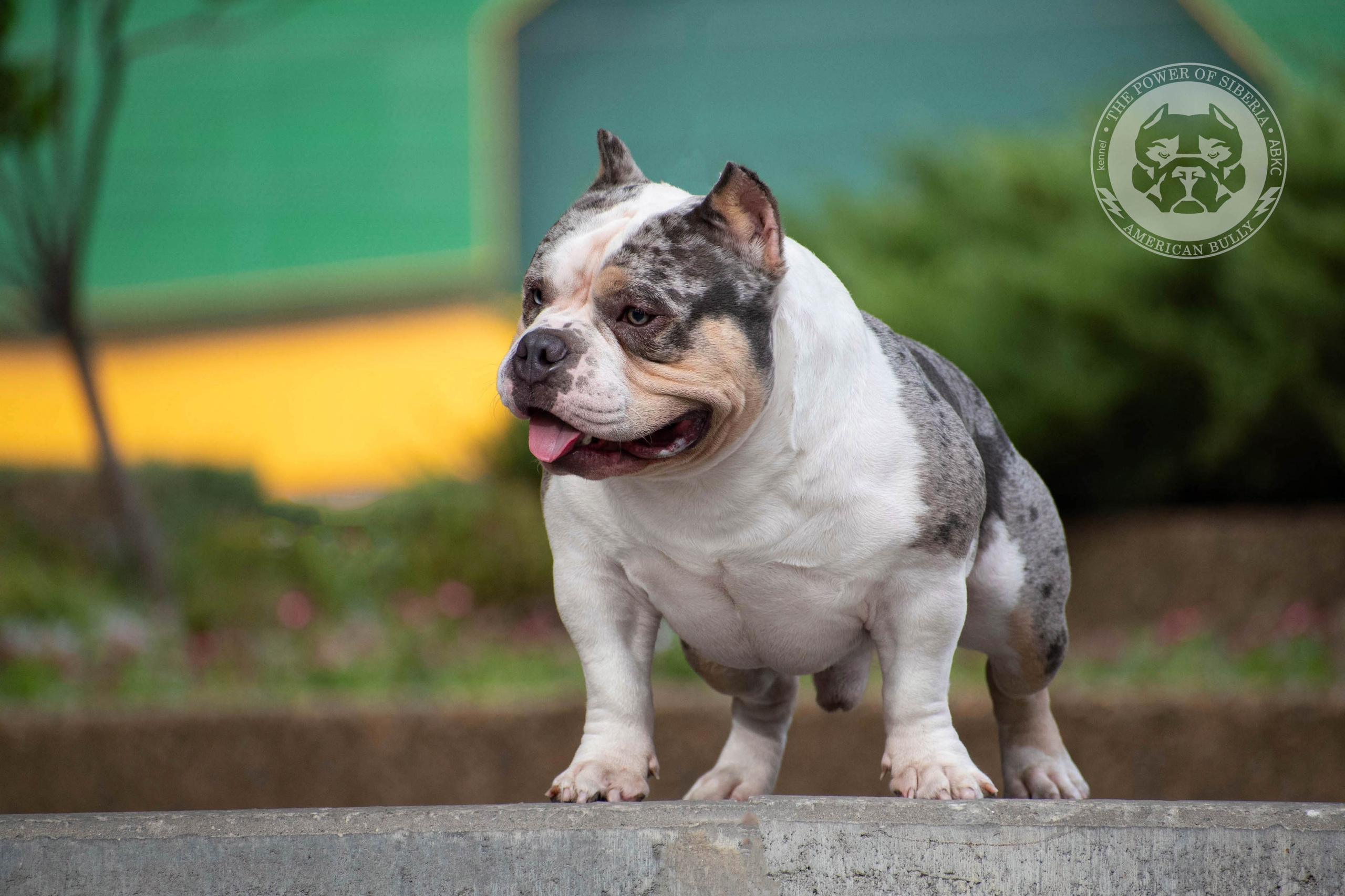 продажа щенков Амбулли в Архангельске