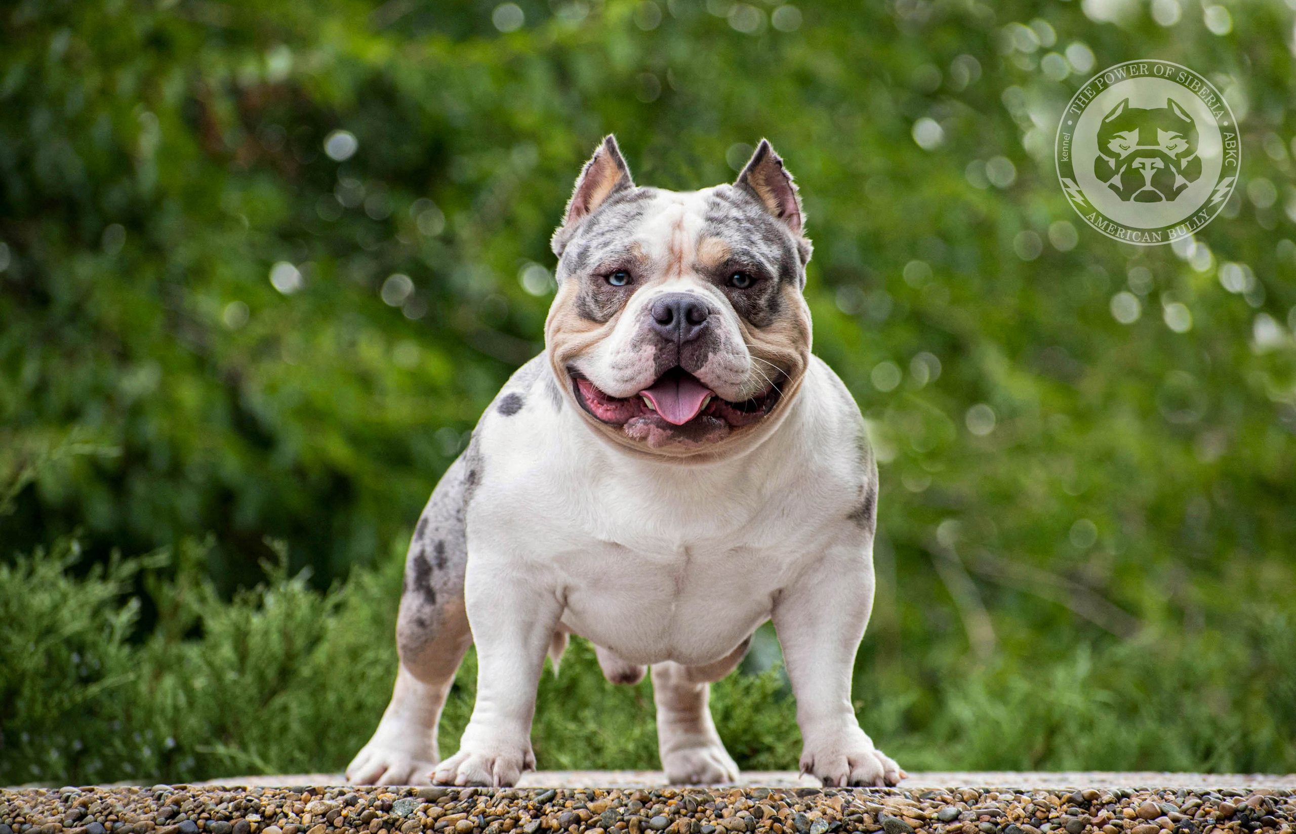 купить щенка Американского булли в Архангельске
