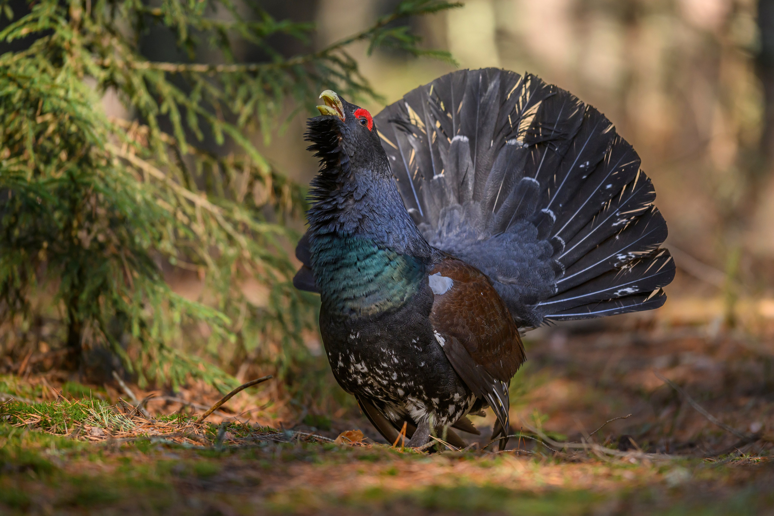 Глухарь / Wood grouse. Фотограф Сергей Пупонин