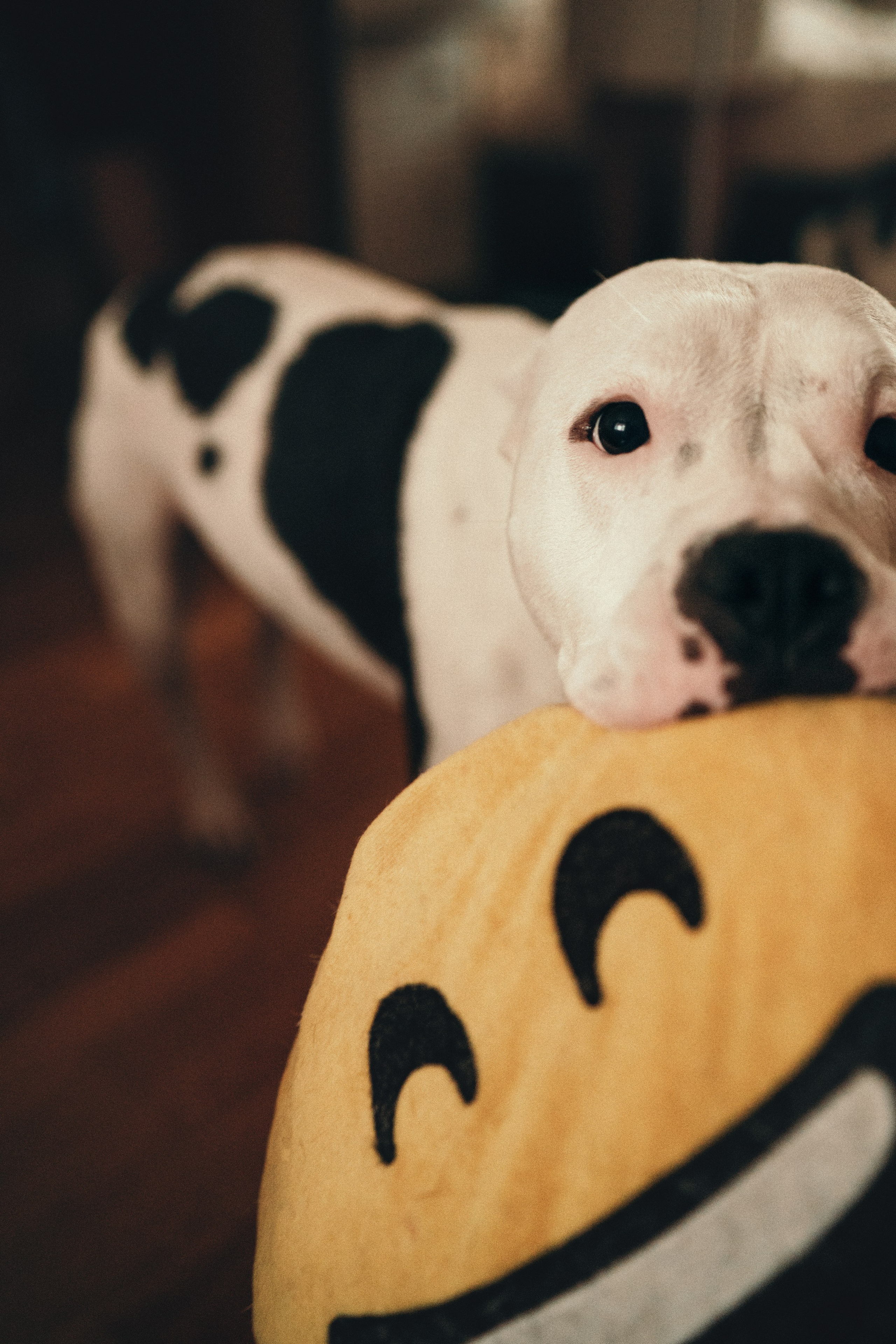 Домашняя ньюборн фотосессия. Детский, семейный и ньюборн фотограф в Москве Юлия Шуарт