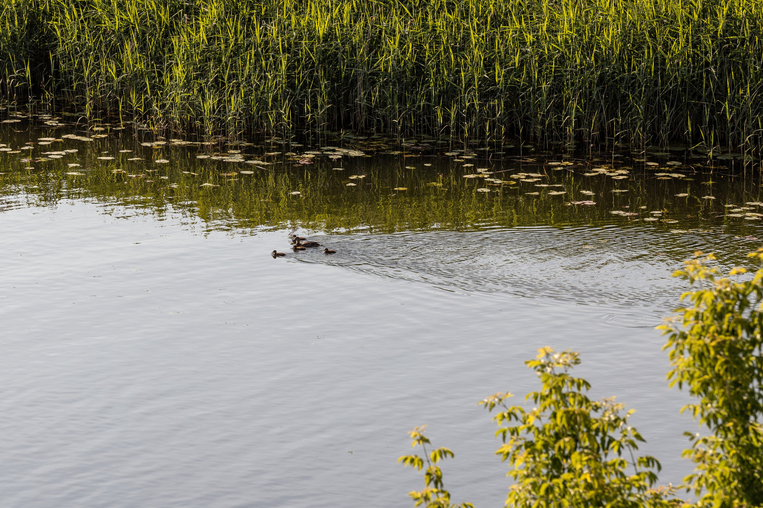 Путешествие по Суздалю. Портретный фотограф в Костроме Наталия Клевинскас