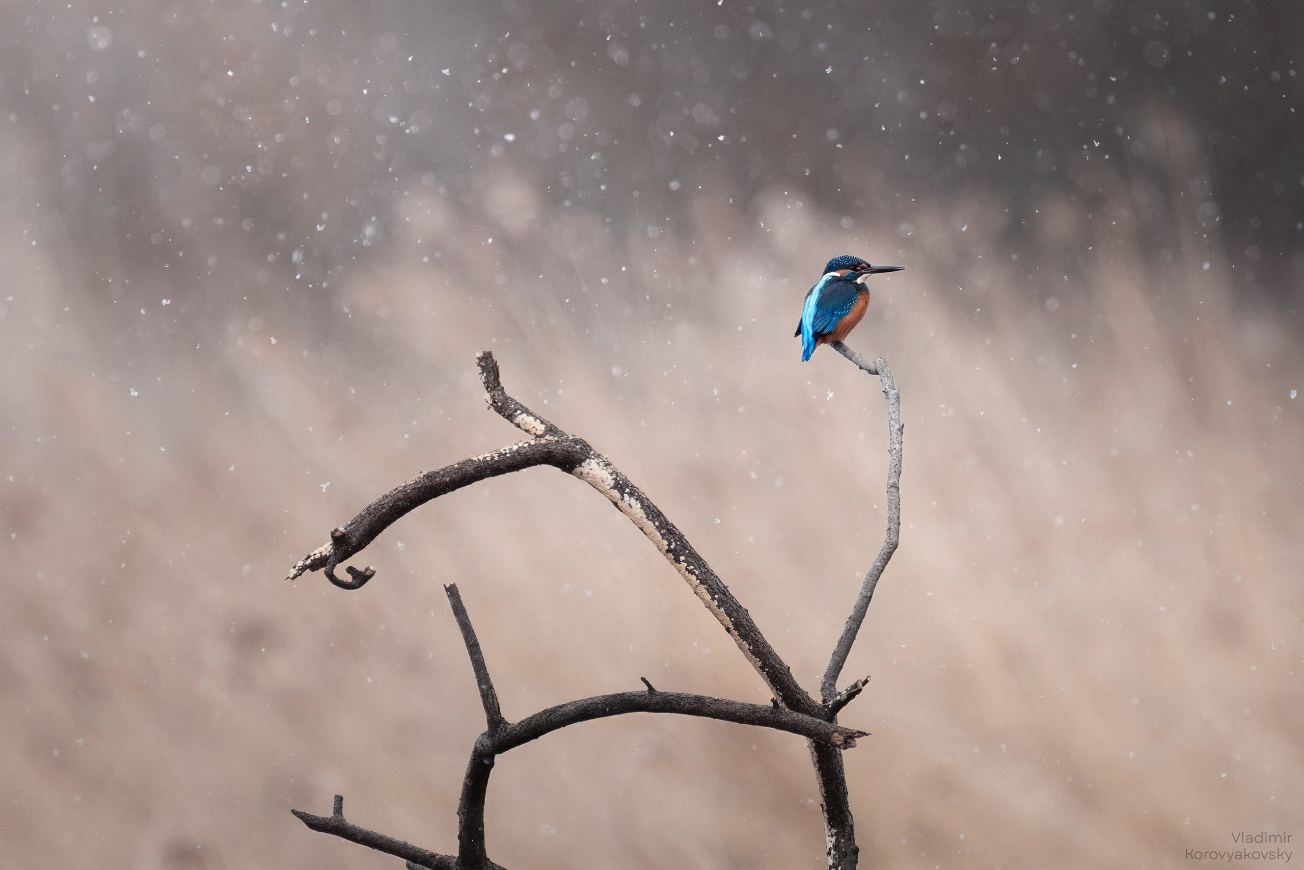 Животные. Фотограф Владимир Коровяковский