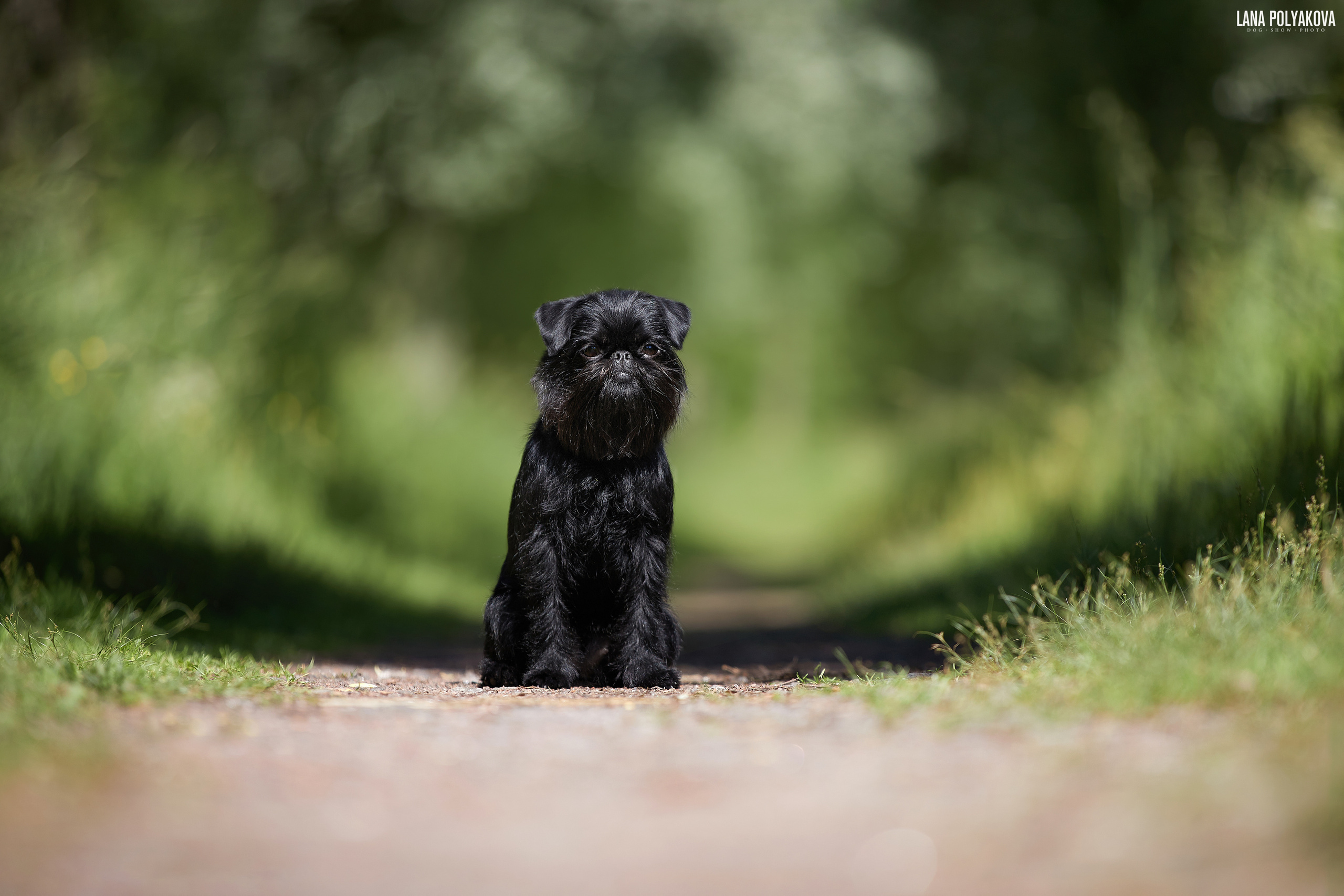 Бельгийский гриффон ALETA BOKS ALYASKA