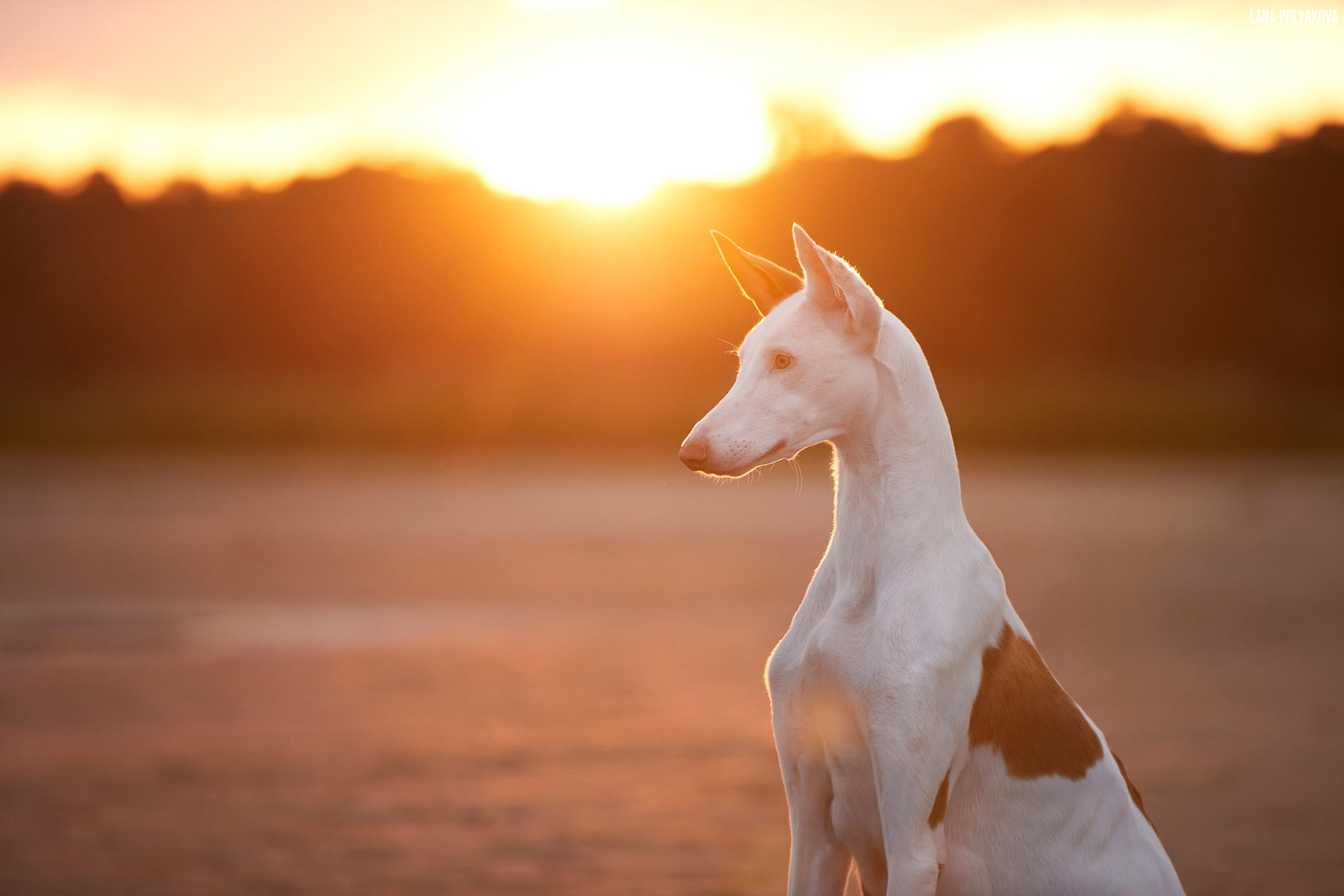 Поденко ибиценко
