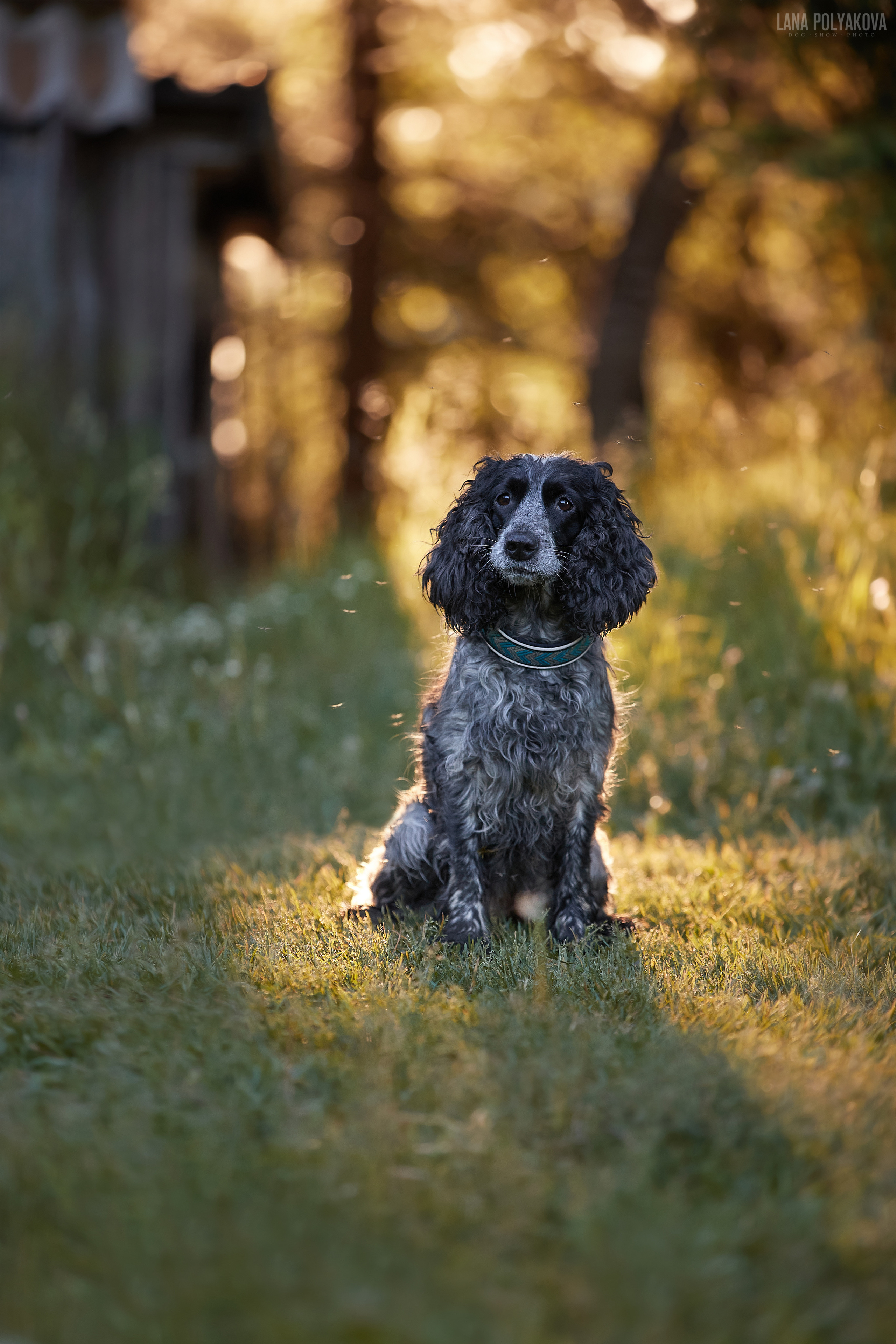 Русский охотничий спаниель