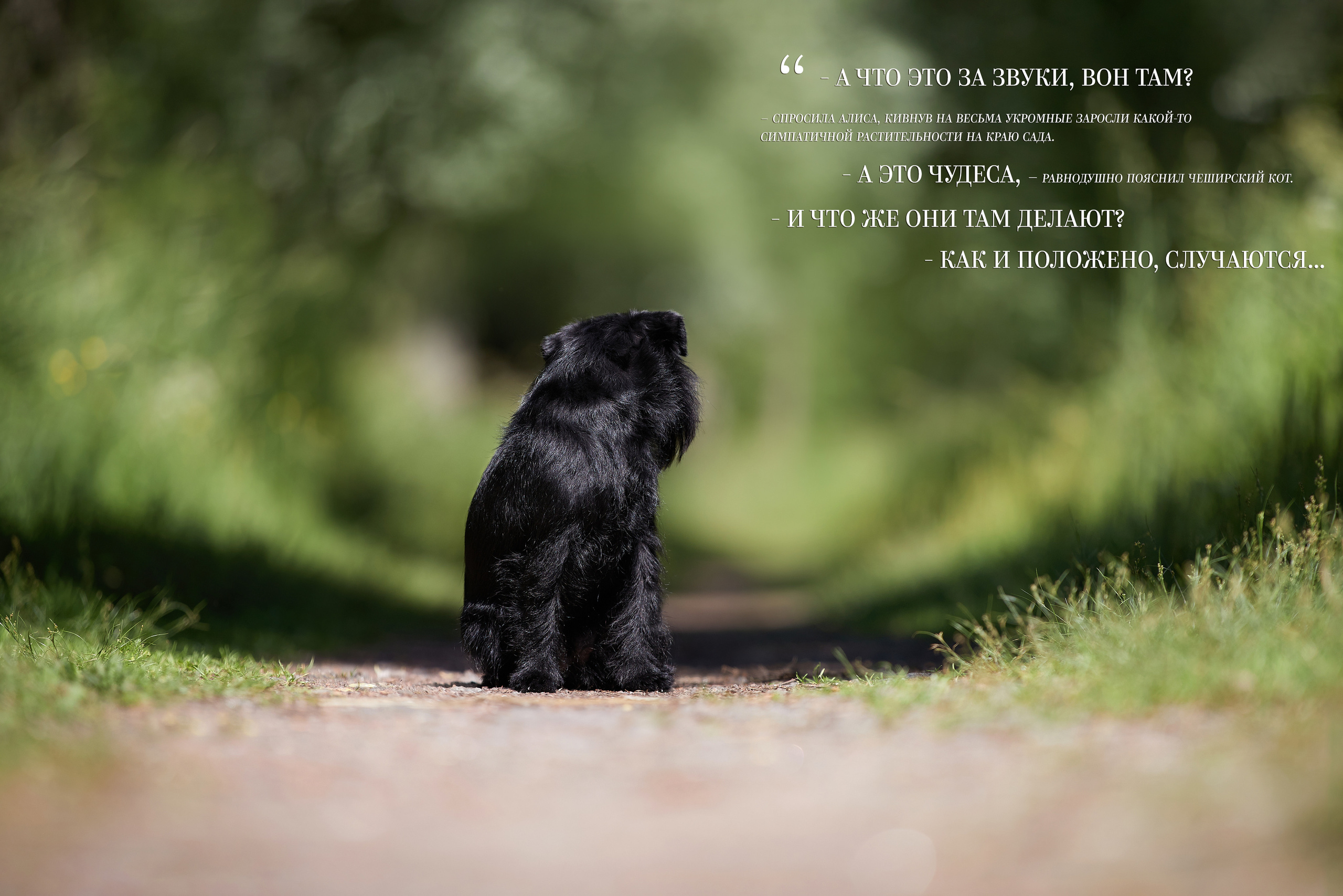 Бельгийский гриффон ALETA BOKS ALYASKA