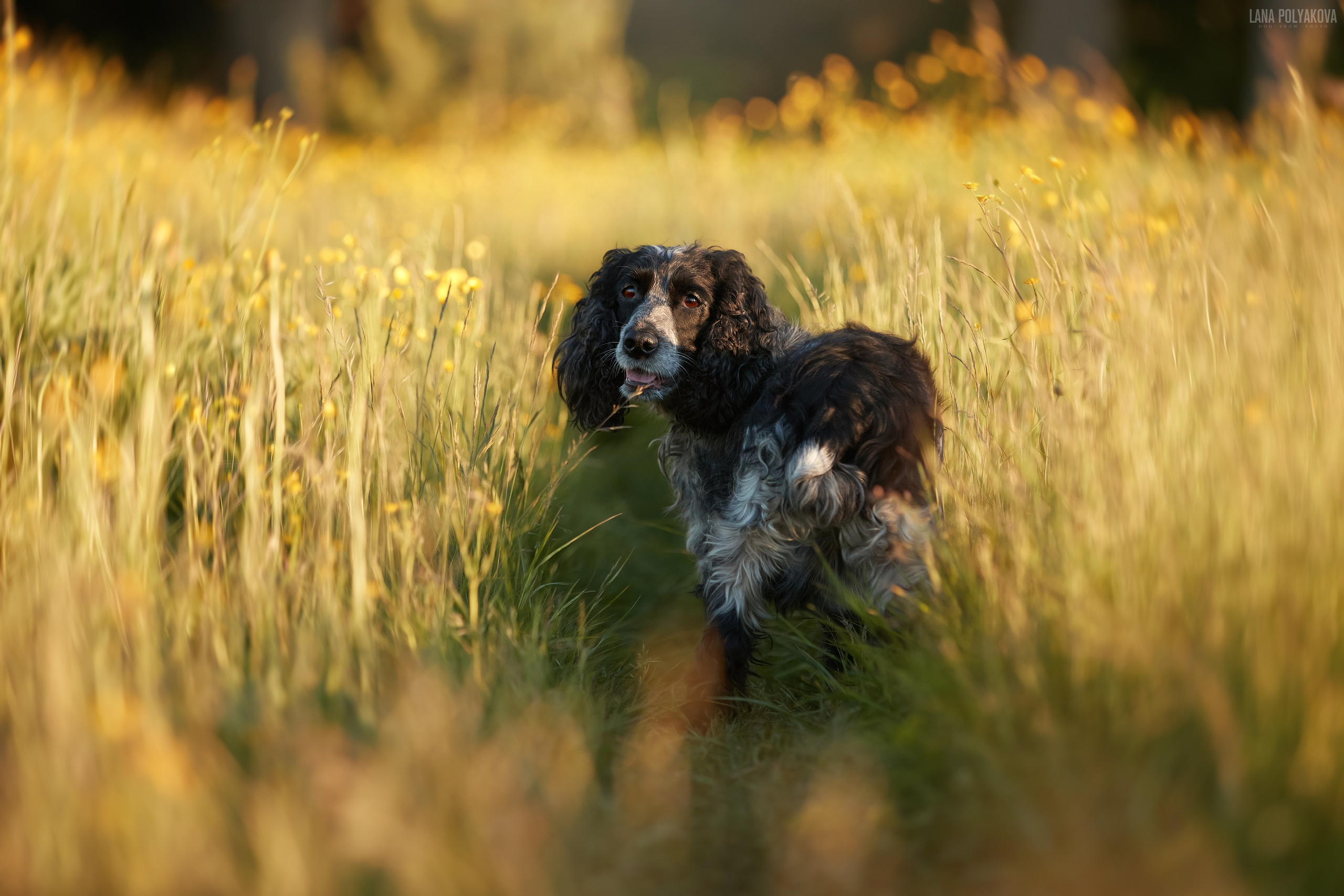 Русский охотничий спаниель
