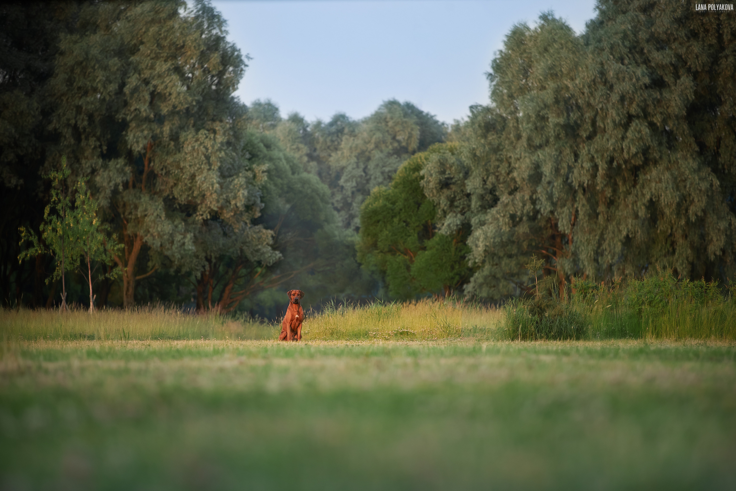 Родезийский риджбек