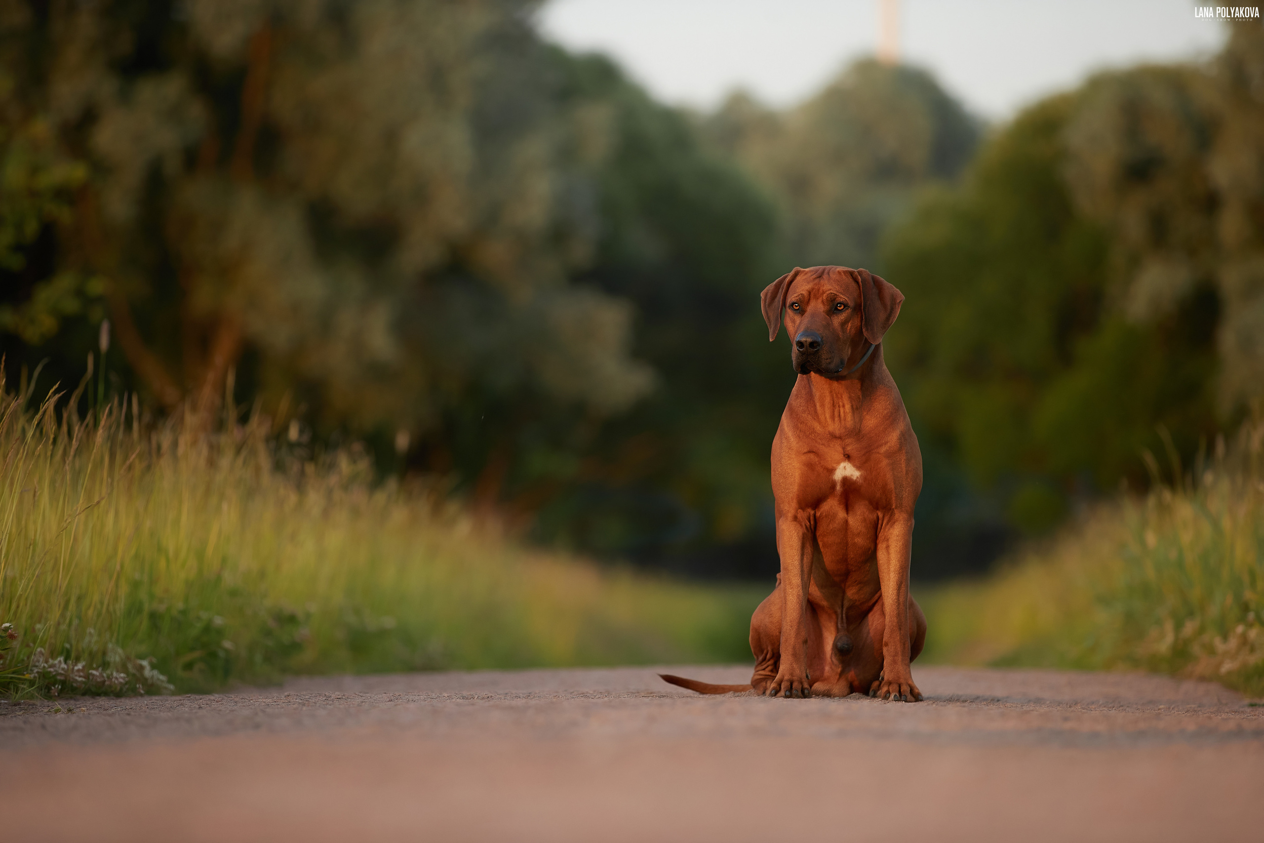 Родезийский риджбек