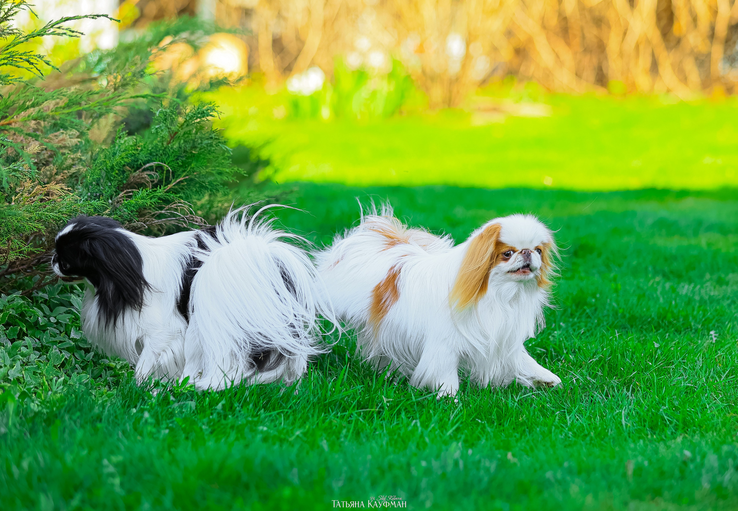 Японский хин, фотография японский хин, собака в цветах, красивая собака, фотограф анималист, фотокурс Анималистика, научиться фотографировать собак, фотограф Новосибирск
