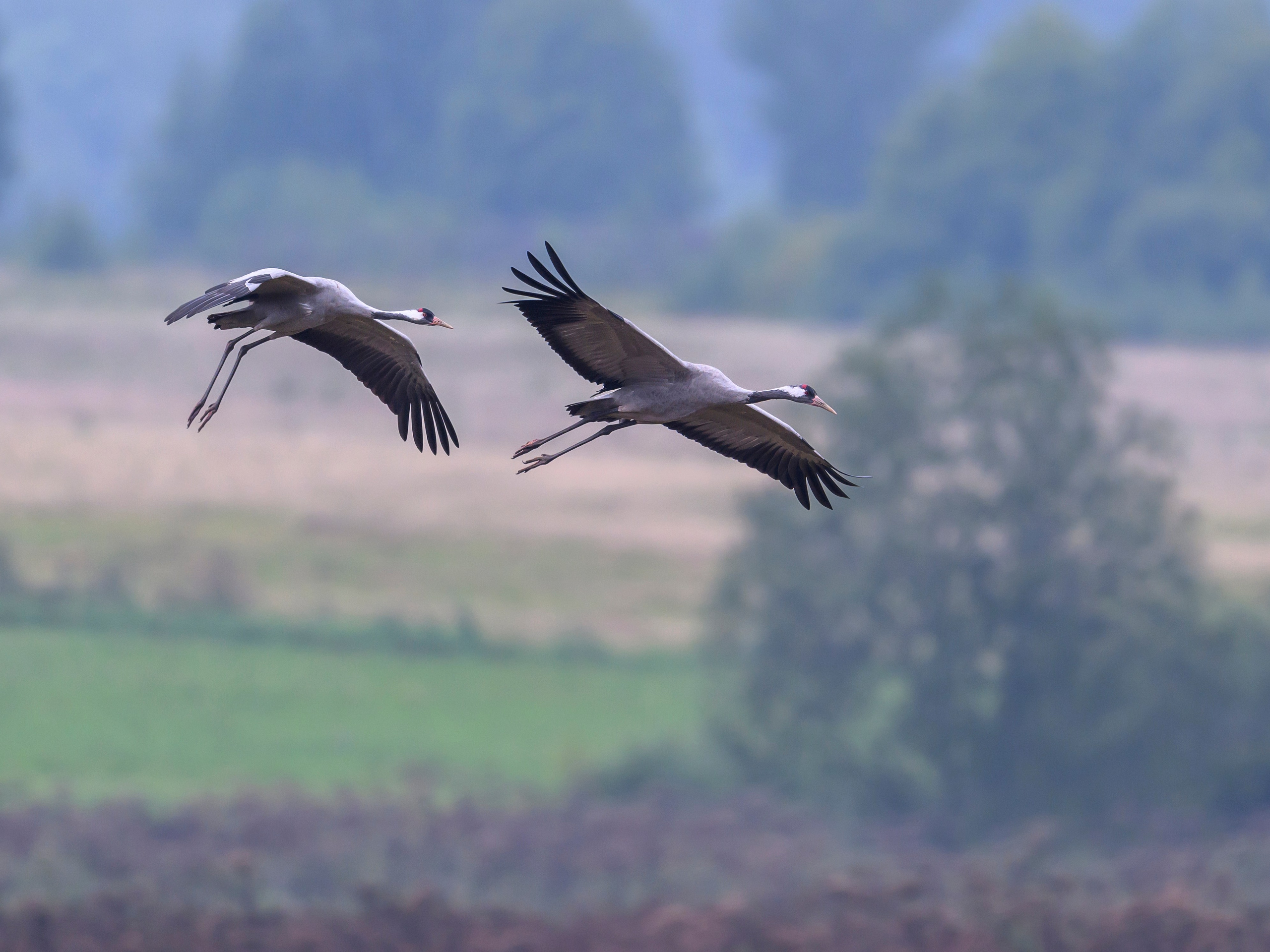 Журавли опять мимо. The cranes are passing by again. Фотограф Сергей Пупонин