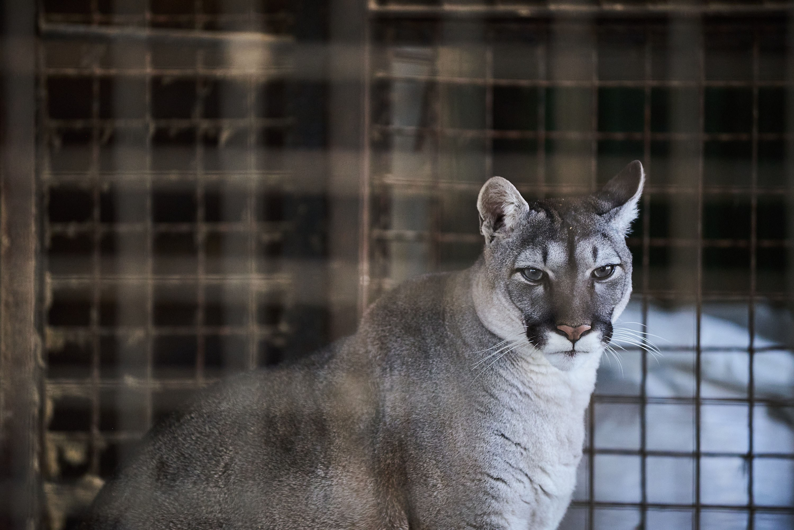 Зоопарк Иваново. Фотограф в Иваново: Каталожная съемка одежды и постельного белья, Wildberries