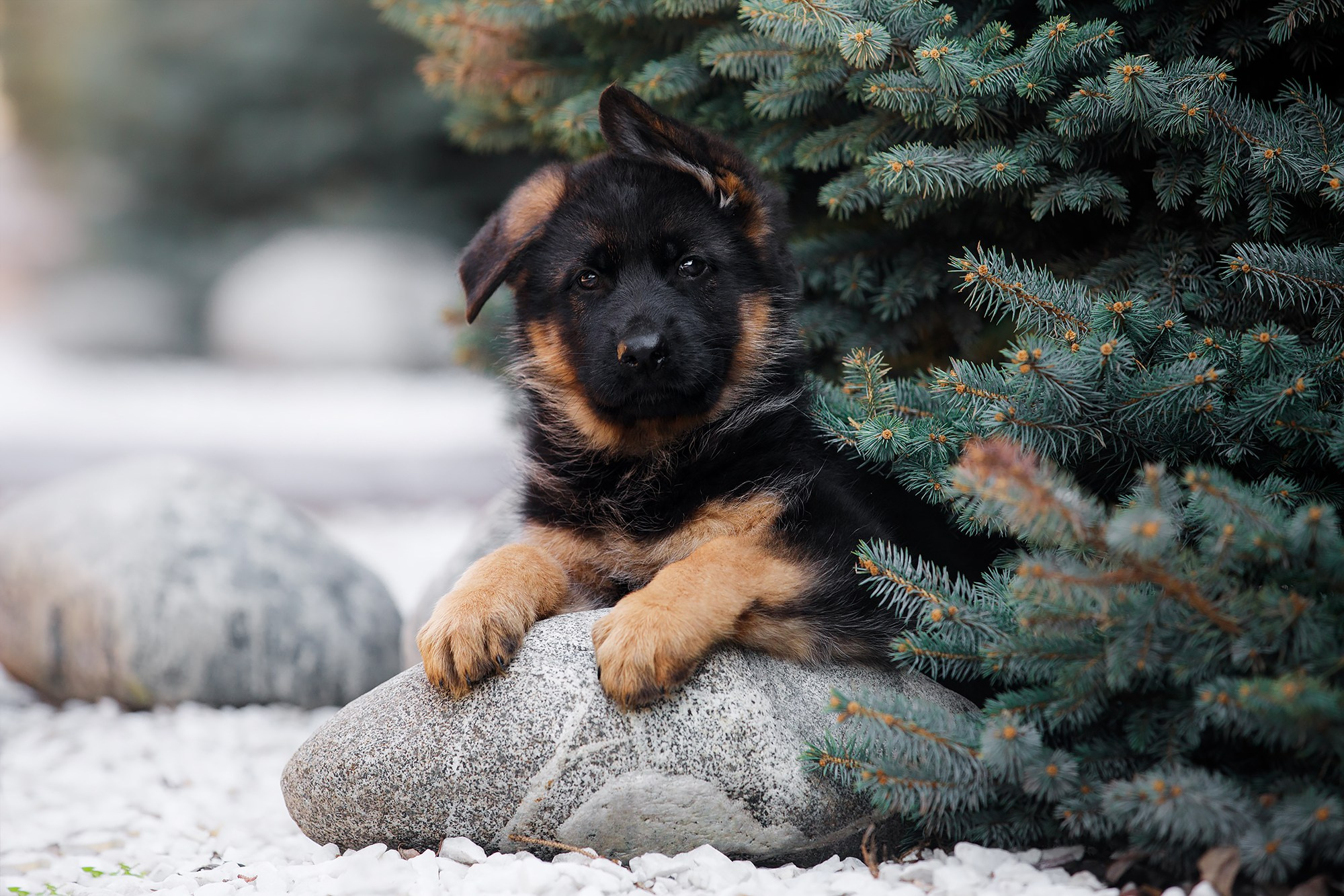 Фотограф-анималист Mary Mart — Москва, Питер