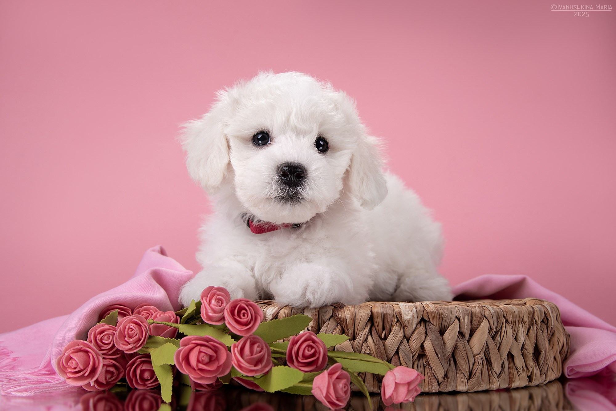 Фотосессия щенков на фонах. Фотограф собак в Москве и Московской области Иванушкина Мария