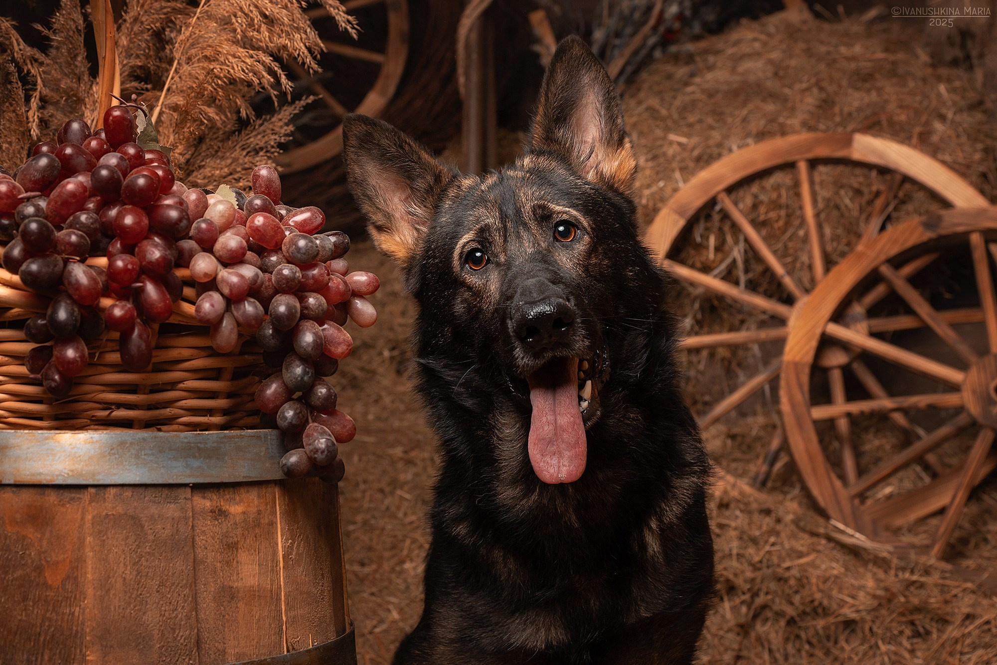 Съемки в интерьерных студиях. Фотограф собак в Москве и Московской области Иванушкина Мария