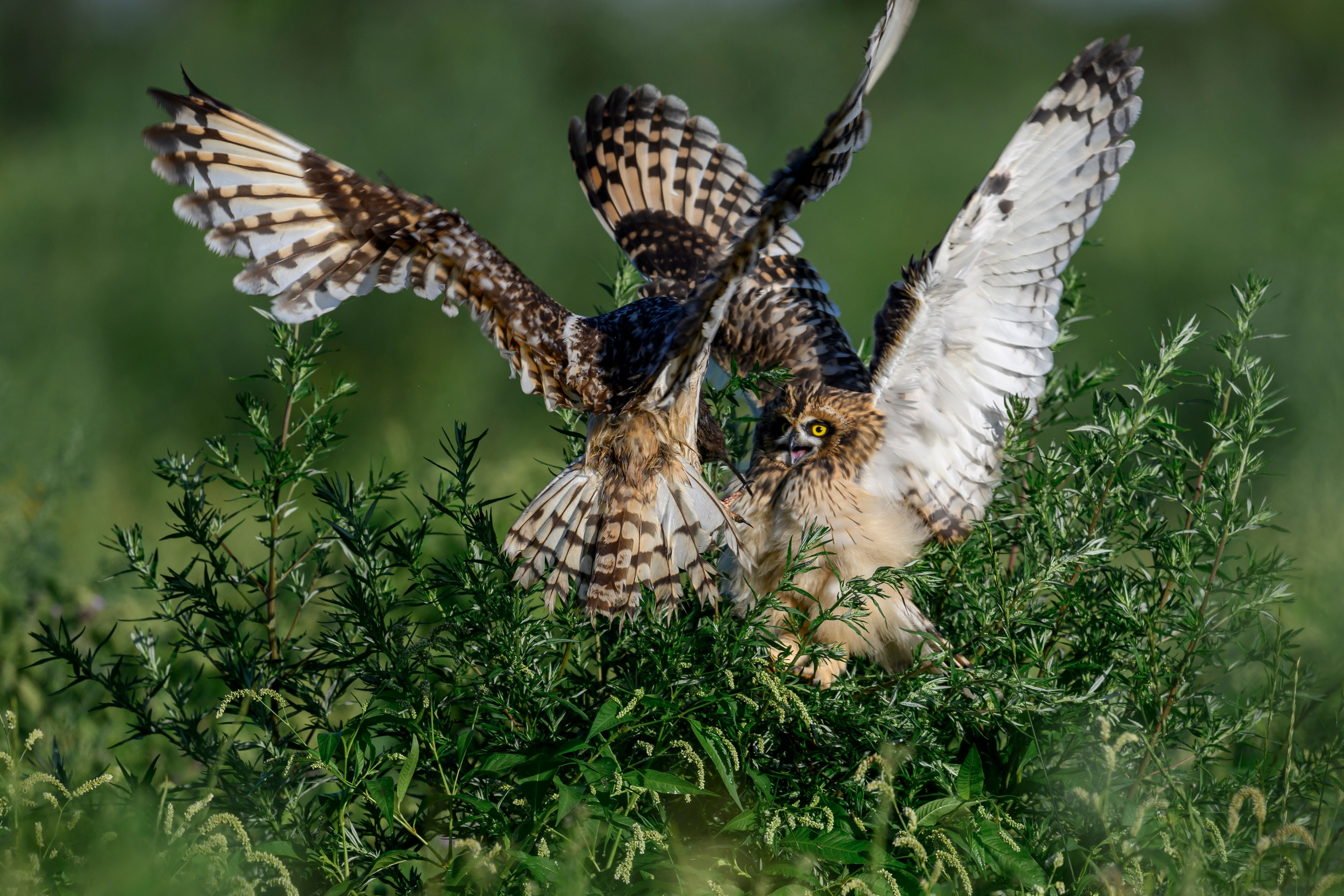 Битва сов и кормление совят. The Owl Battle and Feeding the Nestlings. Фотограф Сергей Пупонин