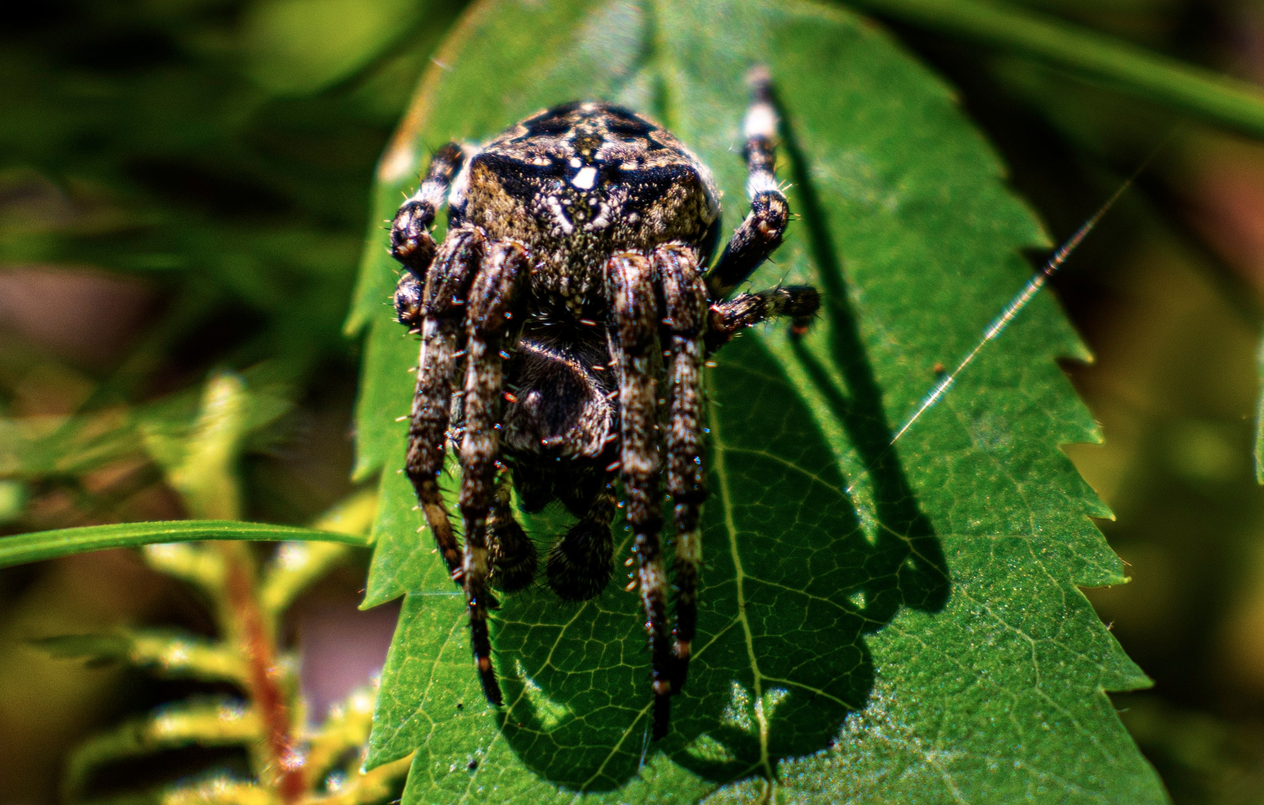 Паук-крестовик