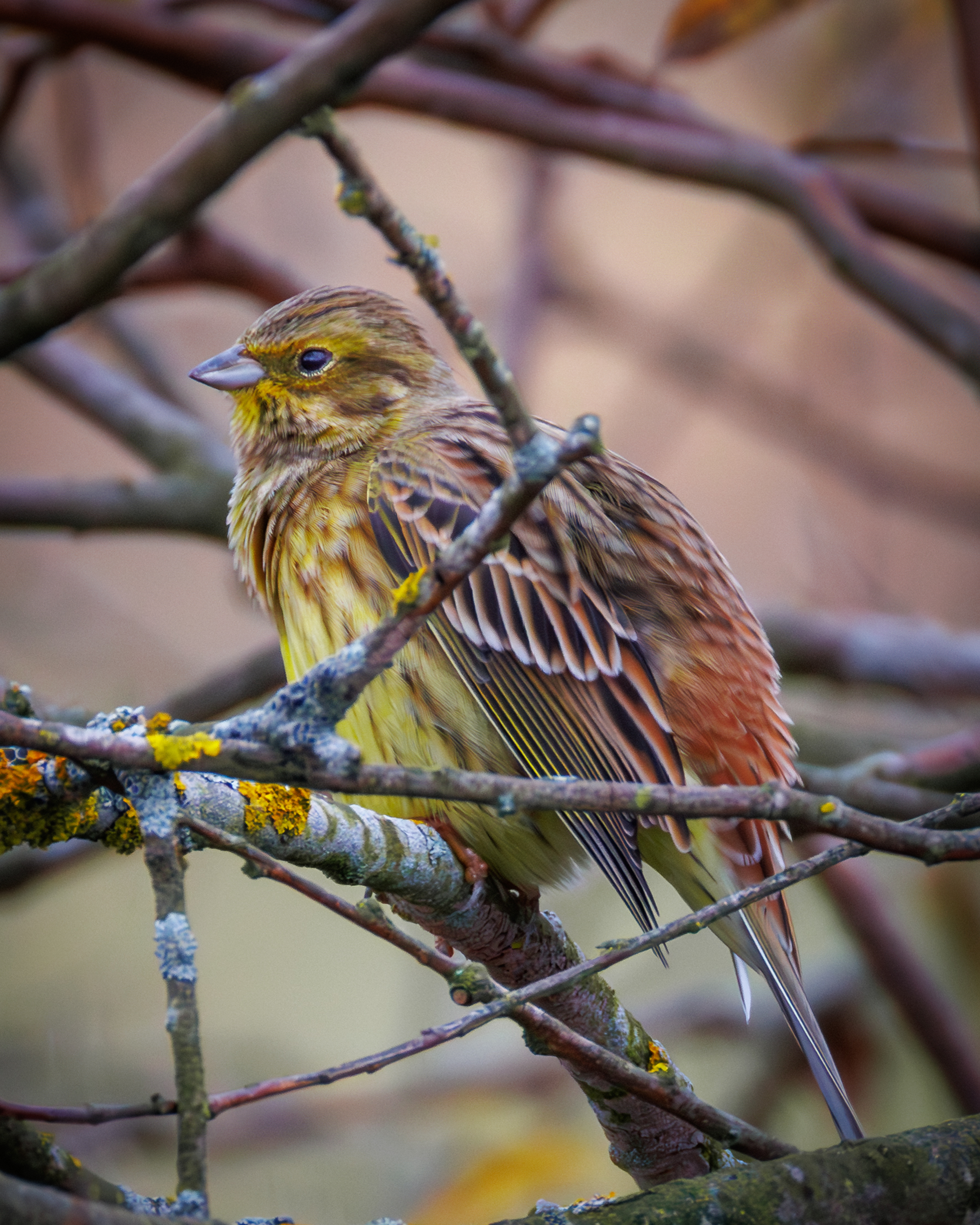 Фотограф дикой природы Роман Исаенков