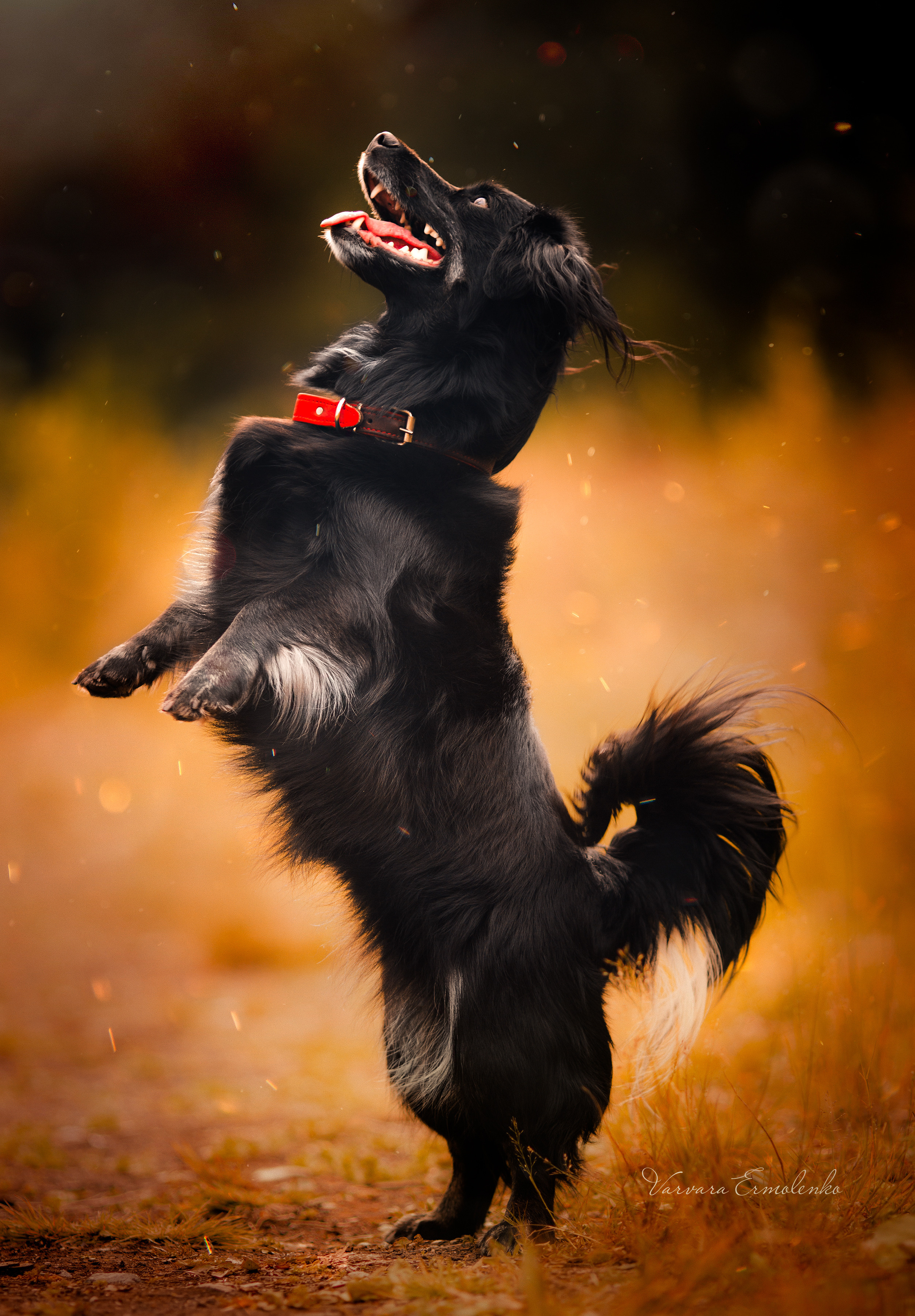 Съемка животных в Петрозаводске. Фотограф Варвара Ермоленко