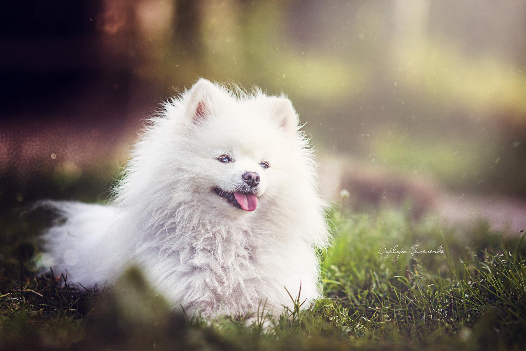 Съемка животных в Петрозаводске. Фотограф Варвара Ермоленко