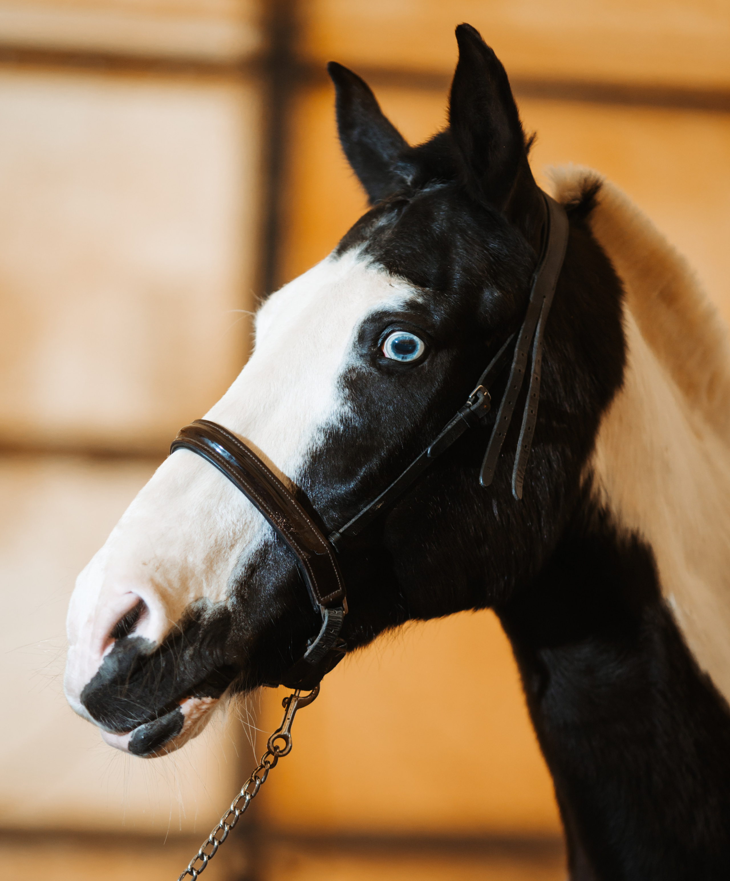 Вей. Фотограф Варвара Ермоленко
