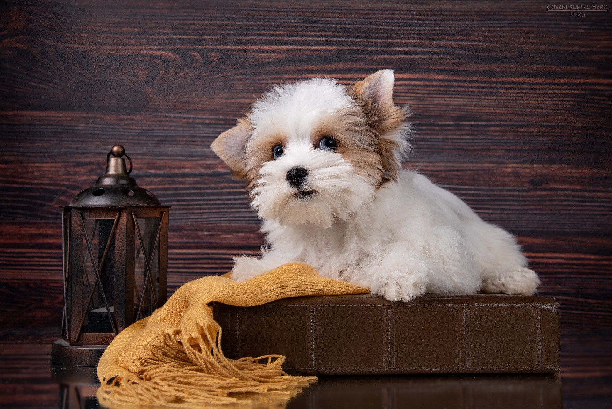 Фотосессия щенков на фонах. Фотограф собак в Москве и Московской области Иванушкина Мария