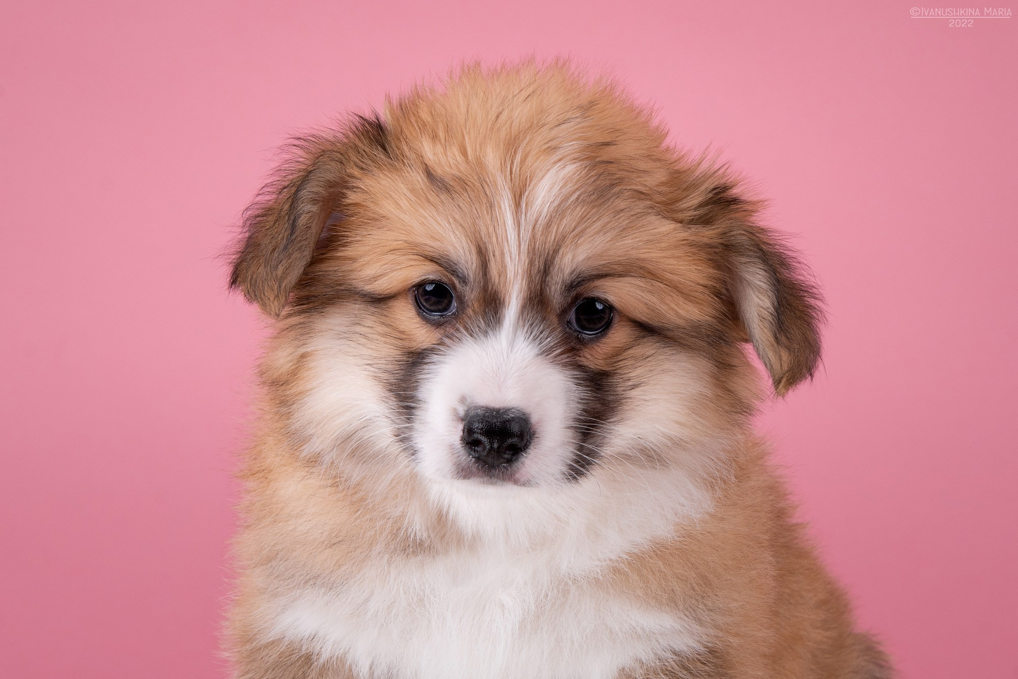 корги флаффи щенок