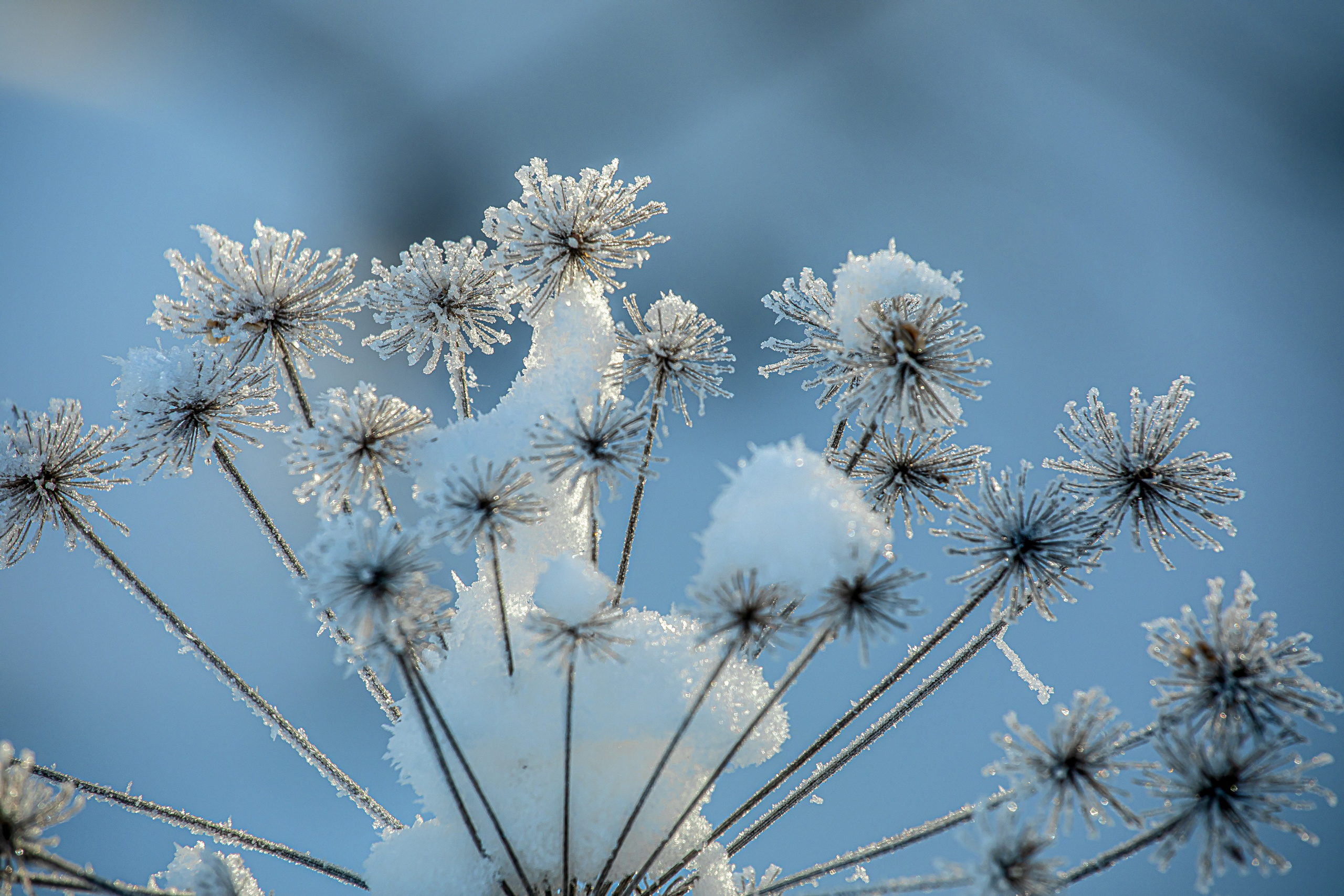 Фотопроект «Зима продолжается». Свадьбы, портретная, предметная съемка. Фотограф Александр К