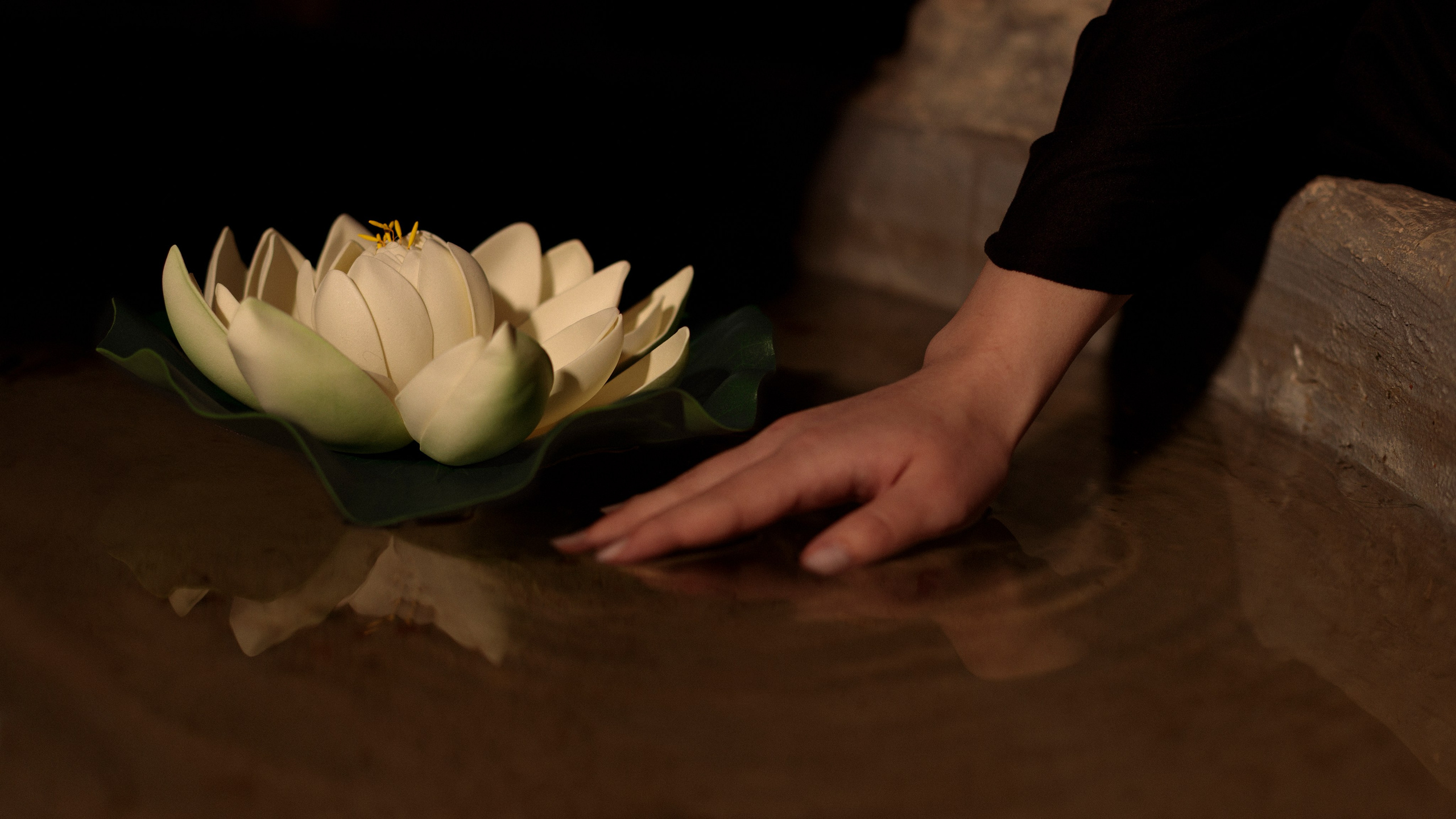 Рука девушки касается воды, рядом с рукой распустившийся белый лотос на кувшинке