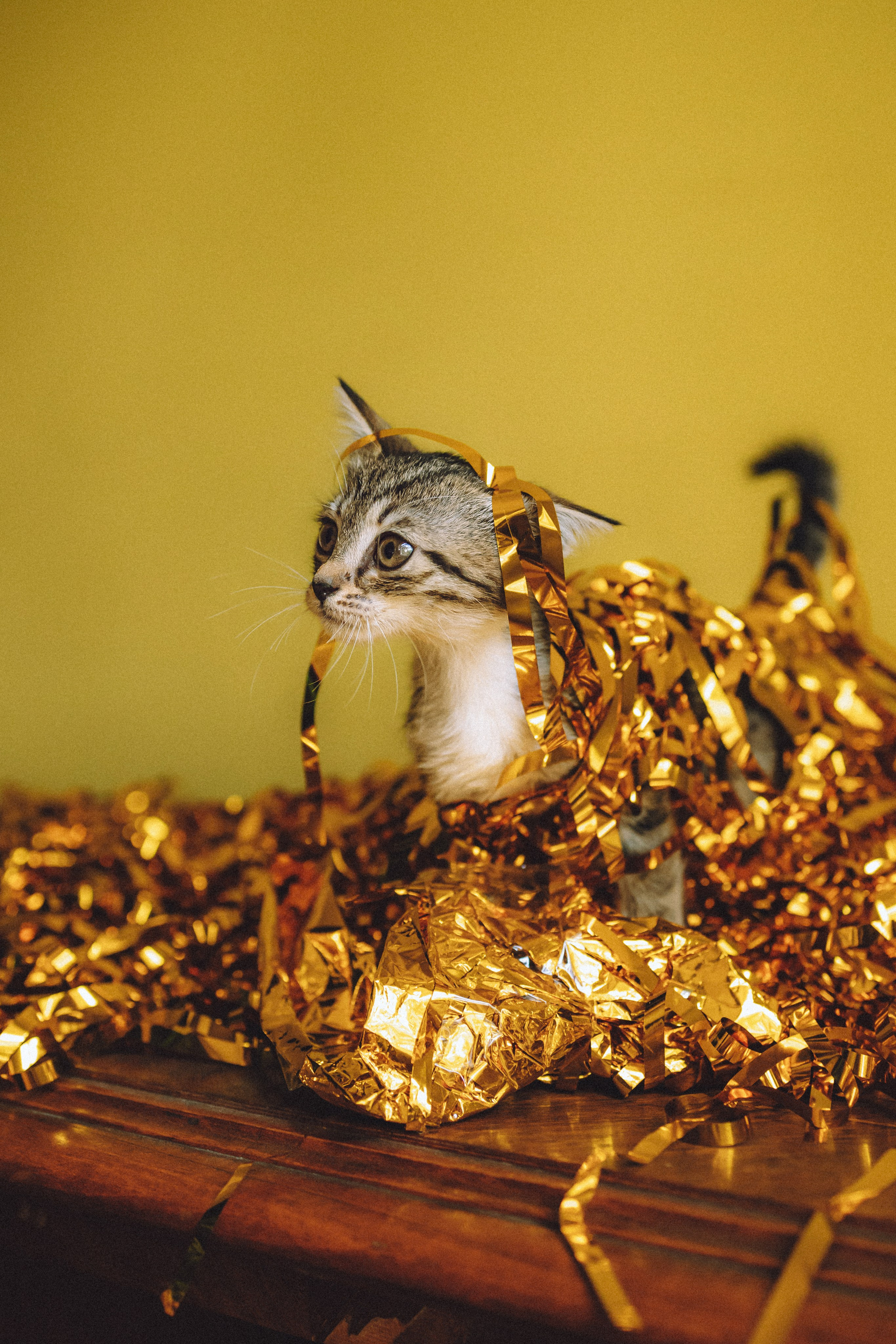 Более 30 идей для фотосессии с котенком