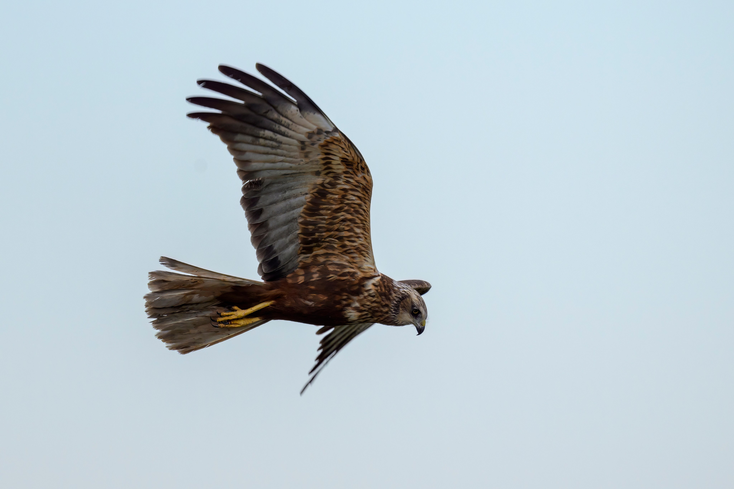 Охота сов и схватка с лунем. Фотограф Сергей Пупонин
