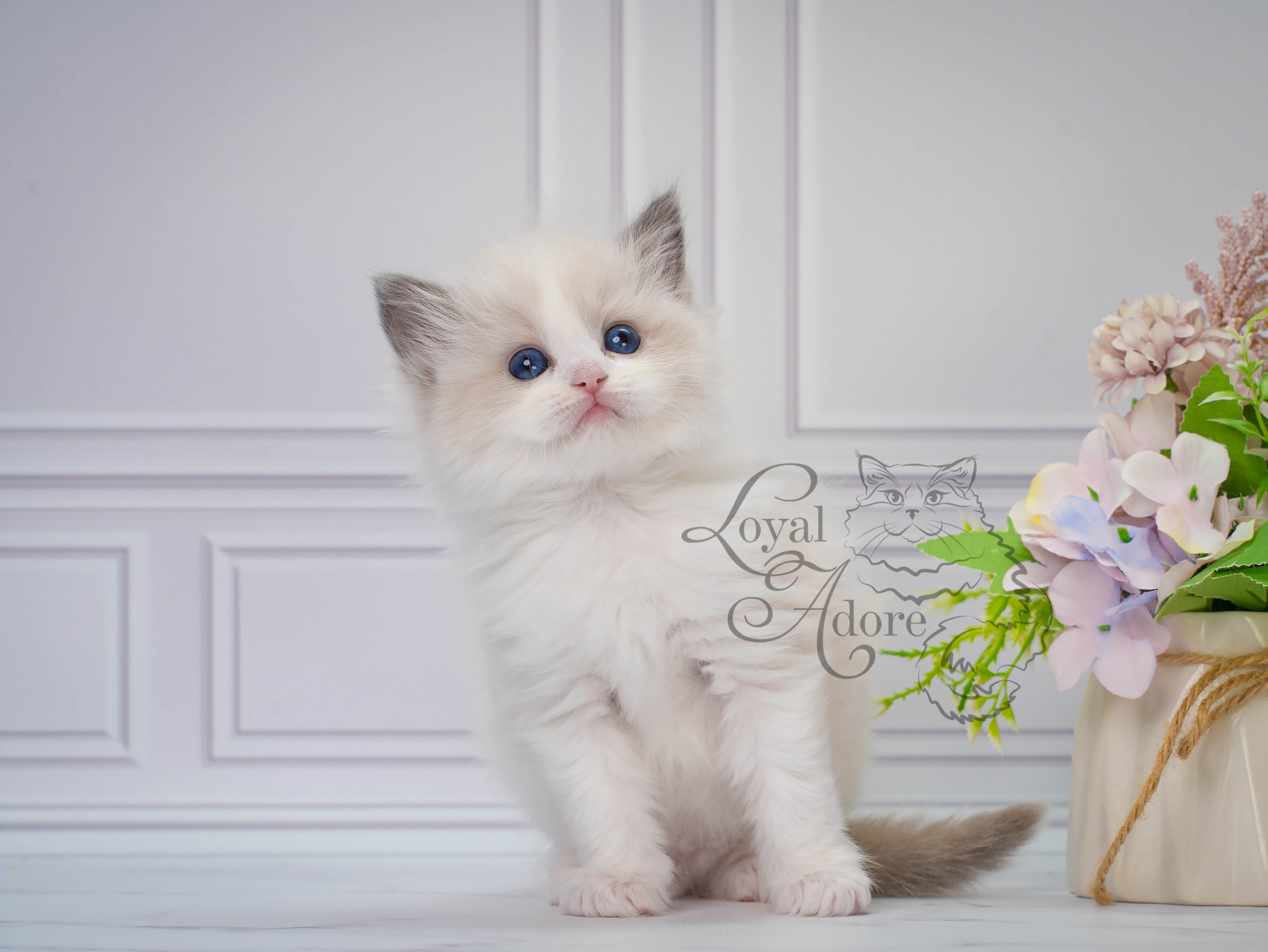 Котята рэгдолл от Loyal Adore. Питомник рэгдолл Loyal Adore
