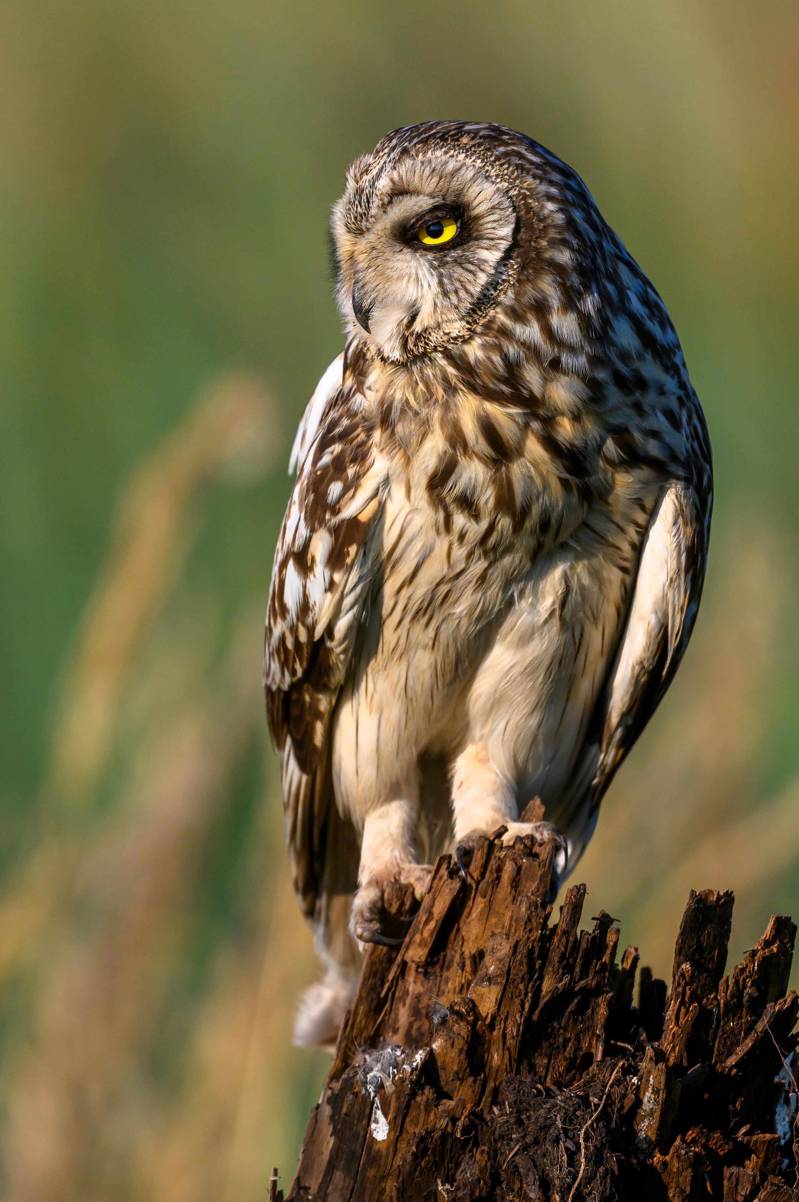 Портреты совы и драка с лунем. Portraits of an owl and a fight with a harrier. Wildlife photography by Sergey Puponin
