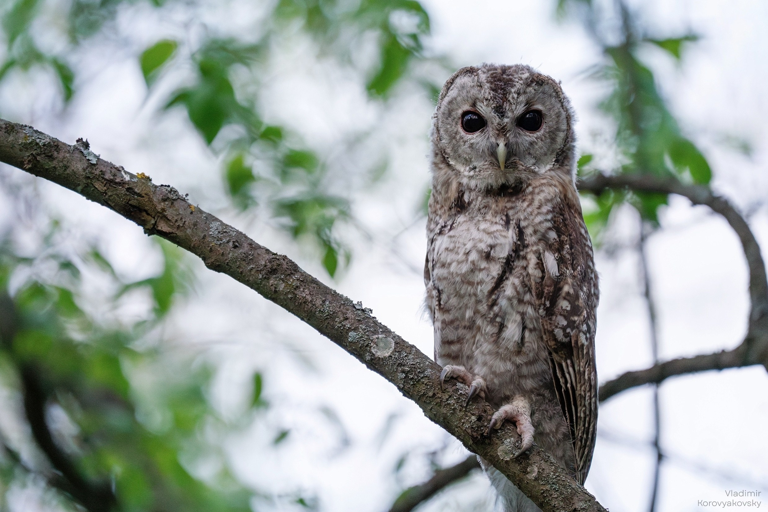 Животные. Фотограф Владимир Коровяковский