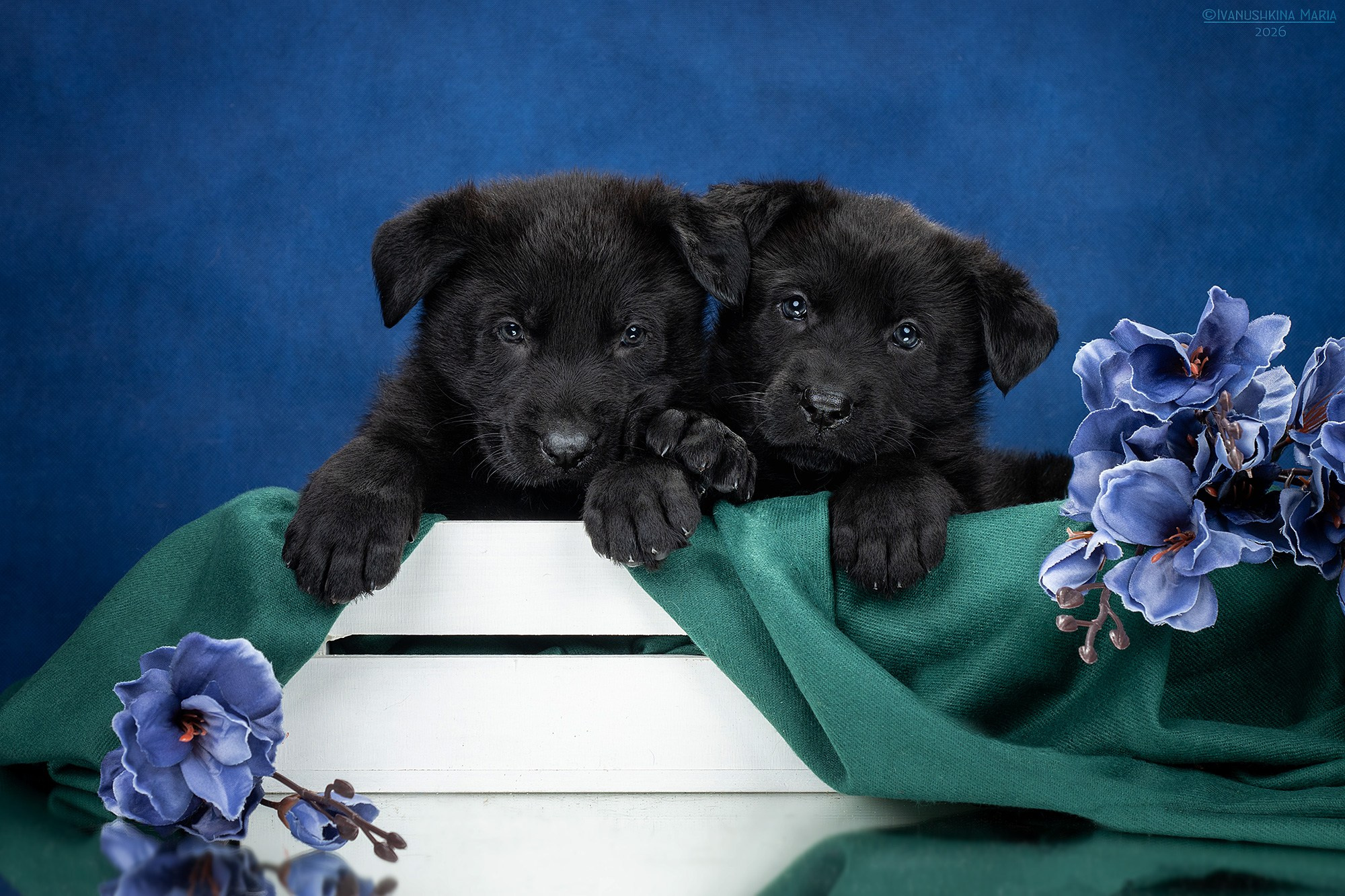 Фотосессия щенков на фонах. Фотограф собак в Москве и Московской области Иванушкина Мария
