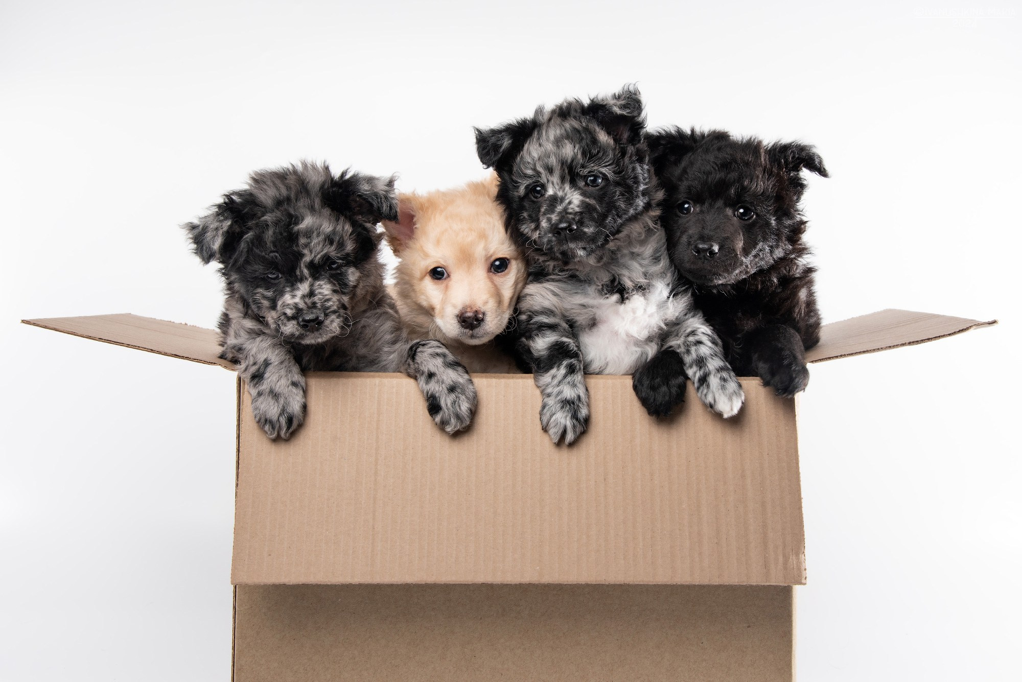 щенки в коробке