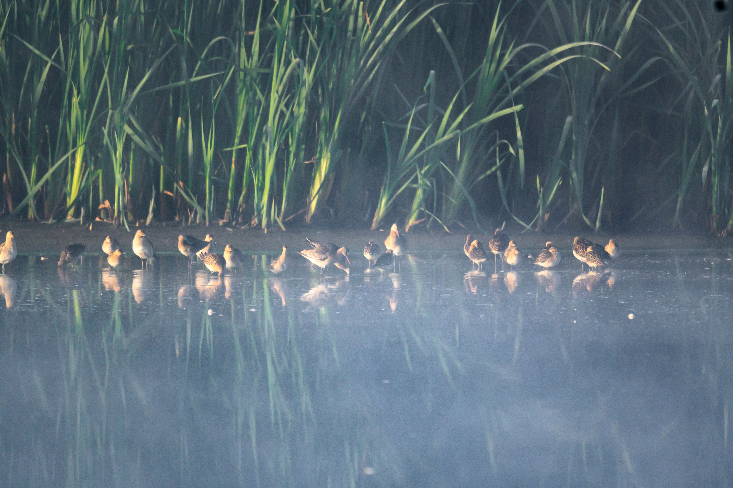 Туман. Myst. Wildlife photography by Sergey Puponin