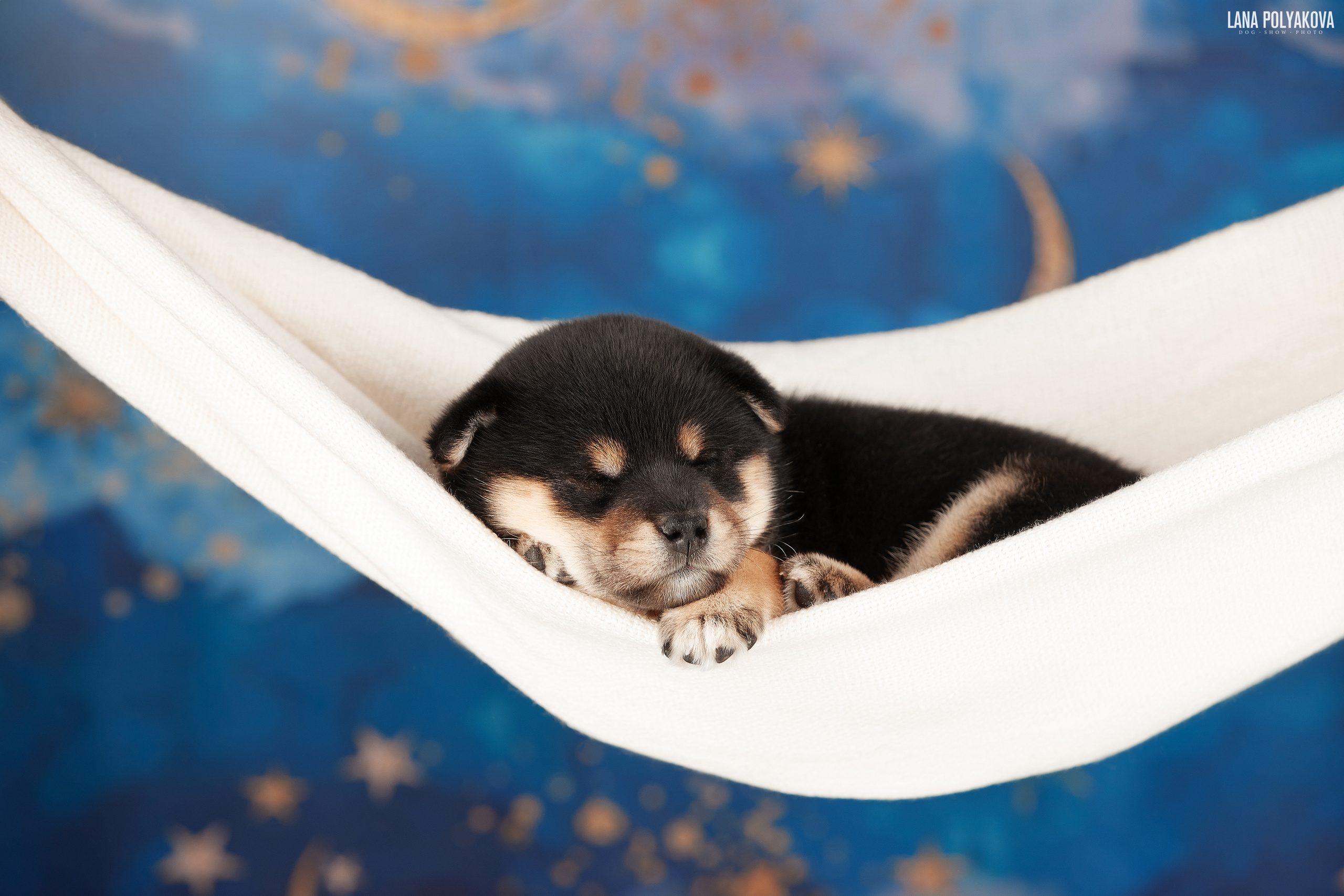 Съемка щенков на дому в Санкт-Петербурге, сиба-ину