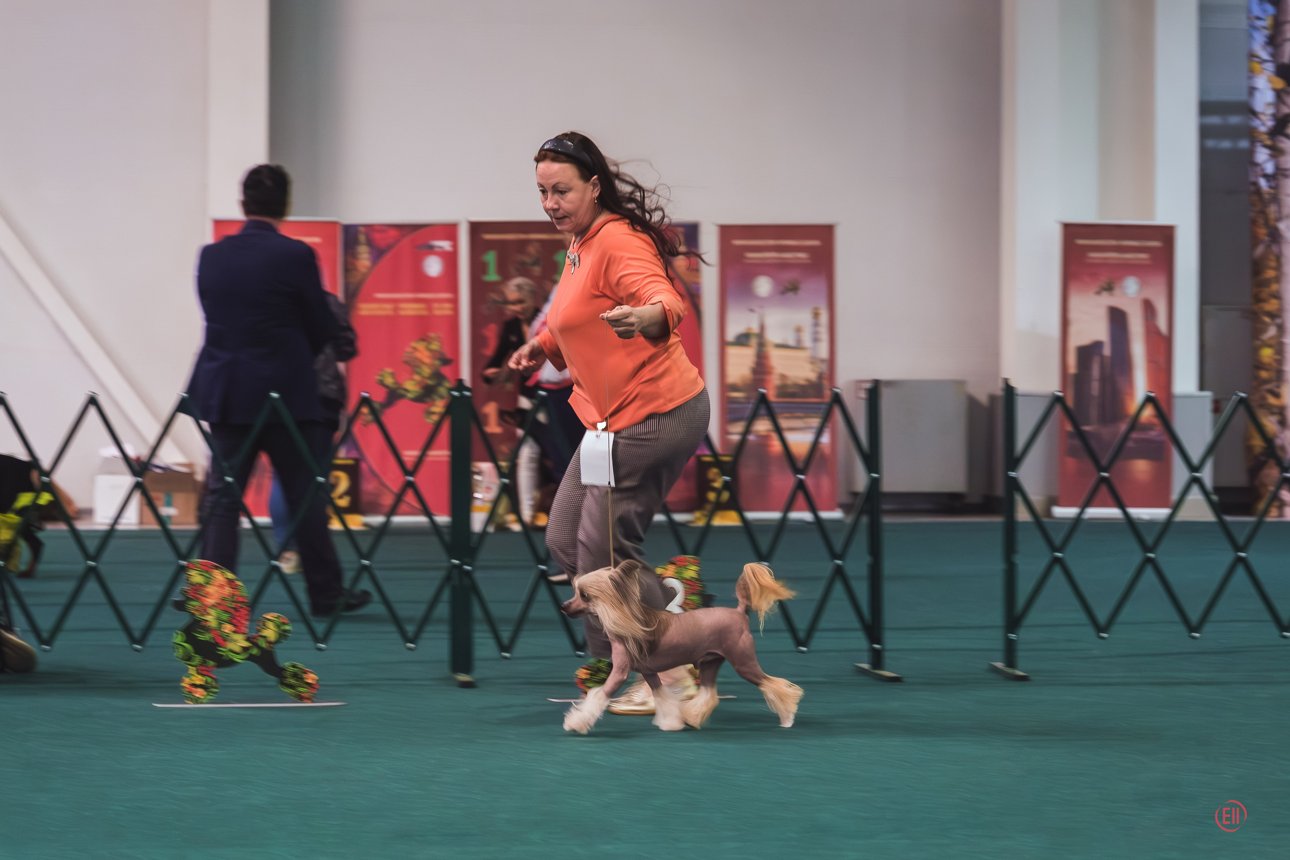 Autumn Moscow Cup, Crocus Expo. Chinese Crested Dog Kennel Poale Ell