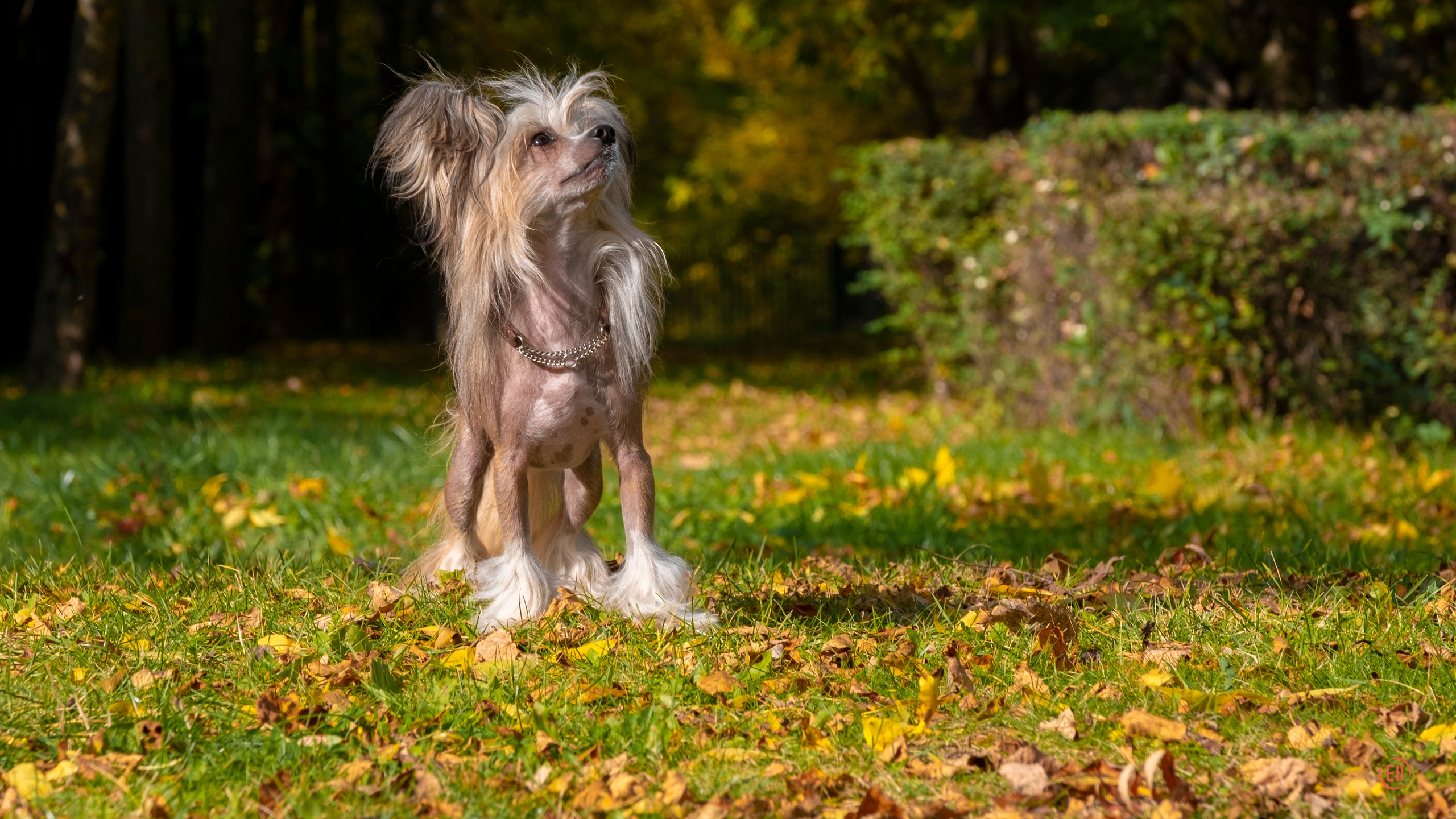 On a walk. Chinese Crested Dog Kennel Poale Ell