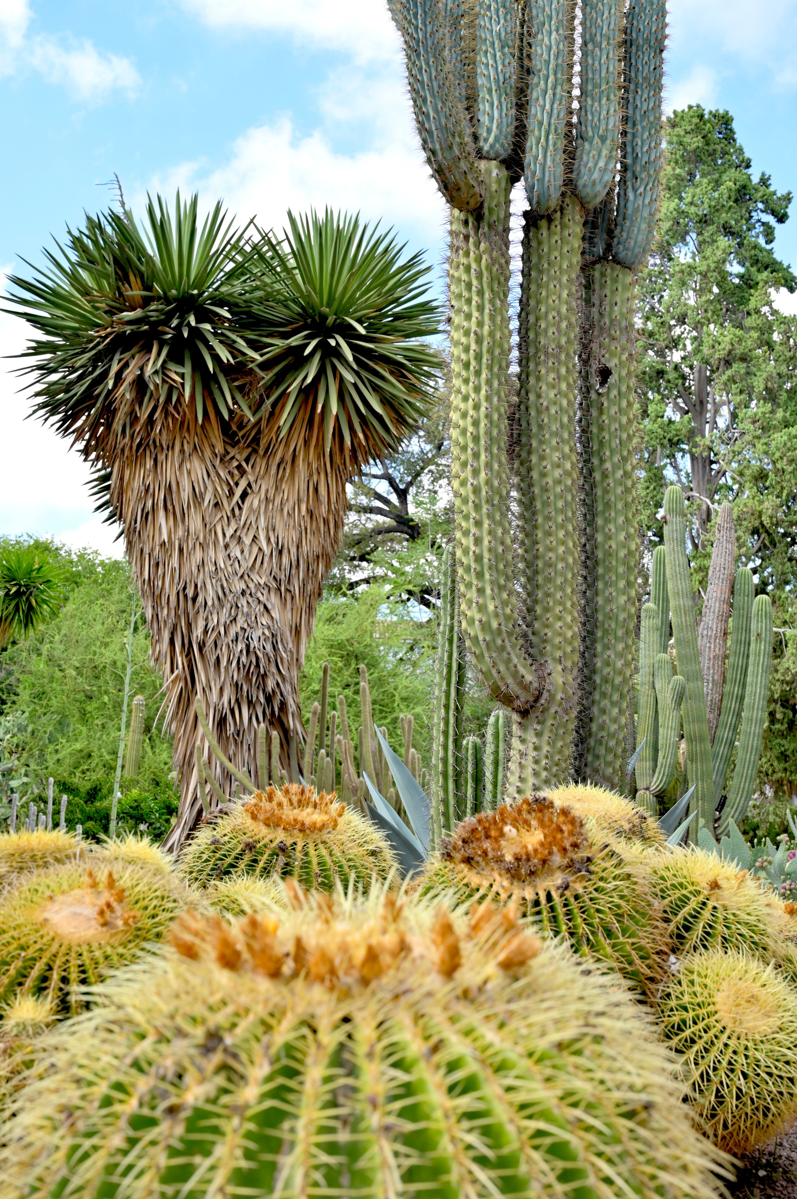Ботанический сад в Валенсии — старейший в Европе. Гид и фотограф в Валенсии Новиков Михаил