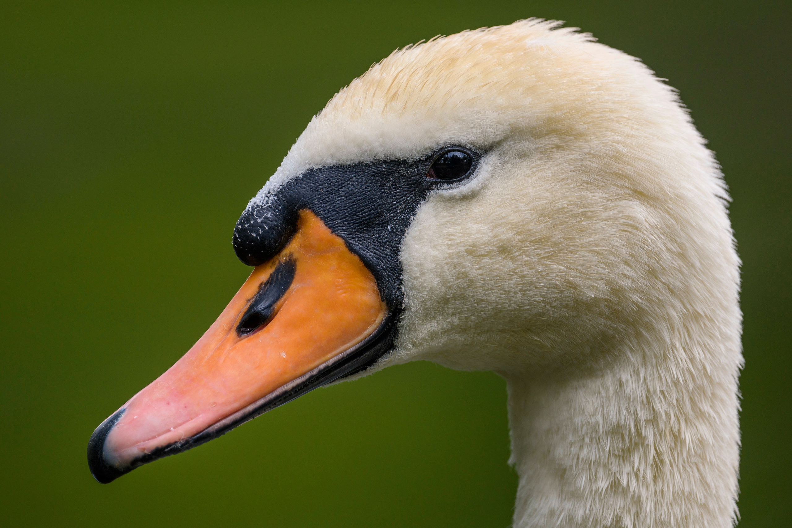 ГБС, Москва. Фотограф Сергей Пупонин