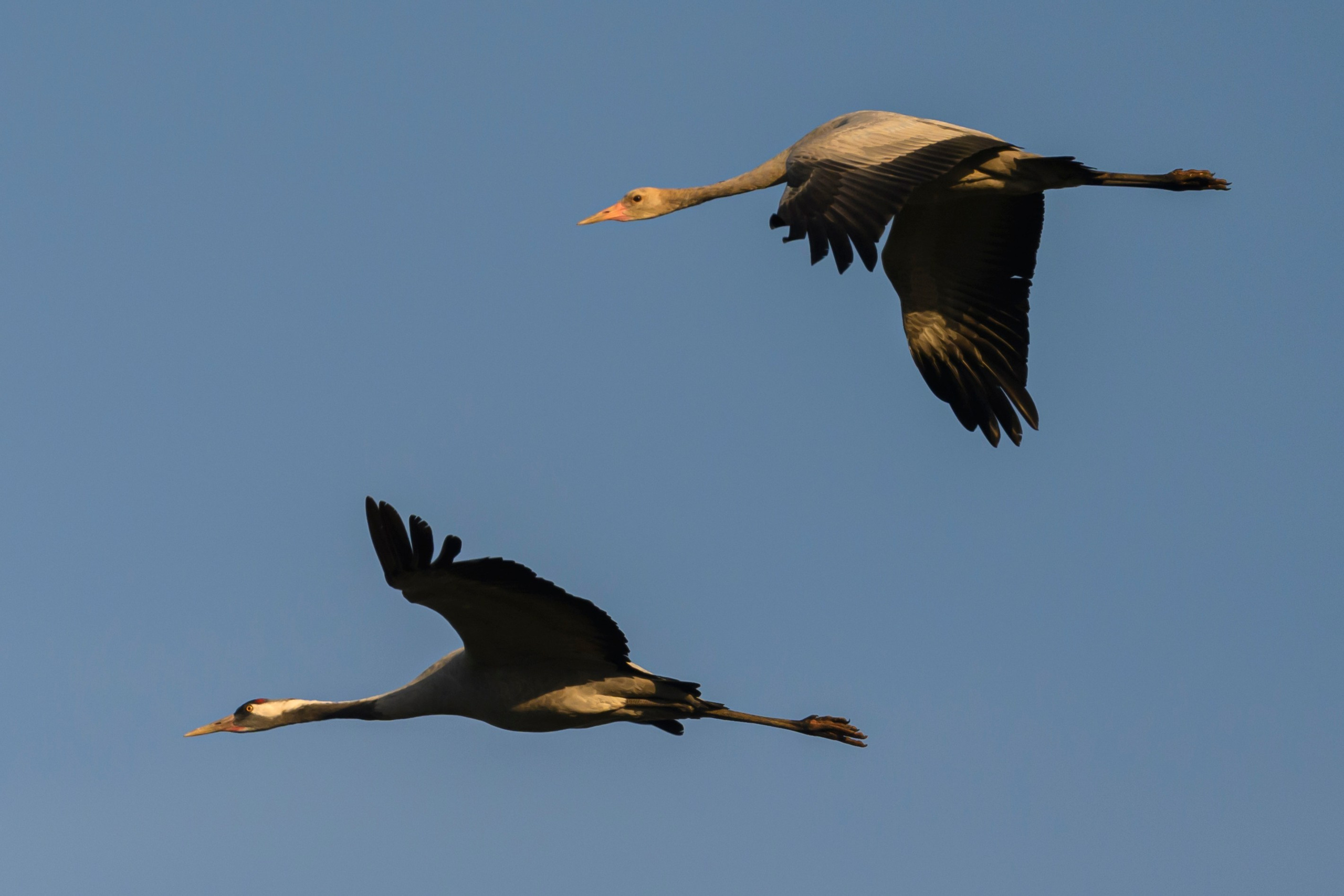 Журавли издеваются. The cranes are making fun of me. Wildlife photography by Sergey Puponin
