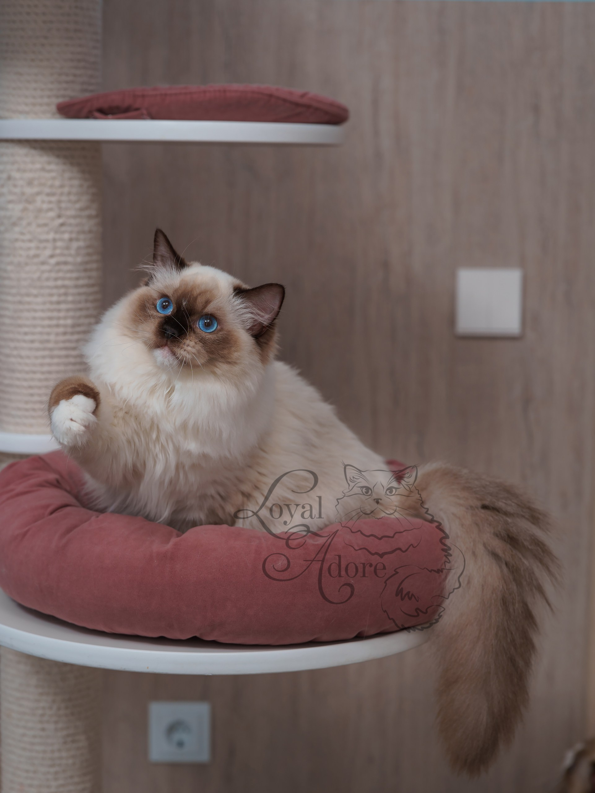 Все свободные котята. Питомник рэгдолл Loyal Adore