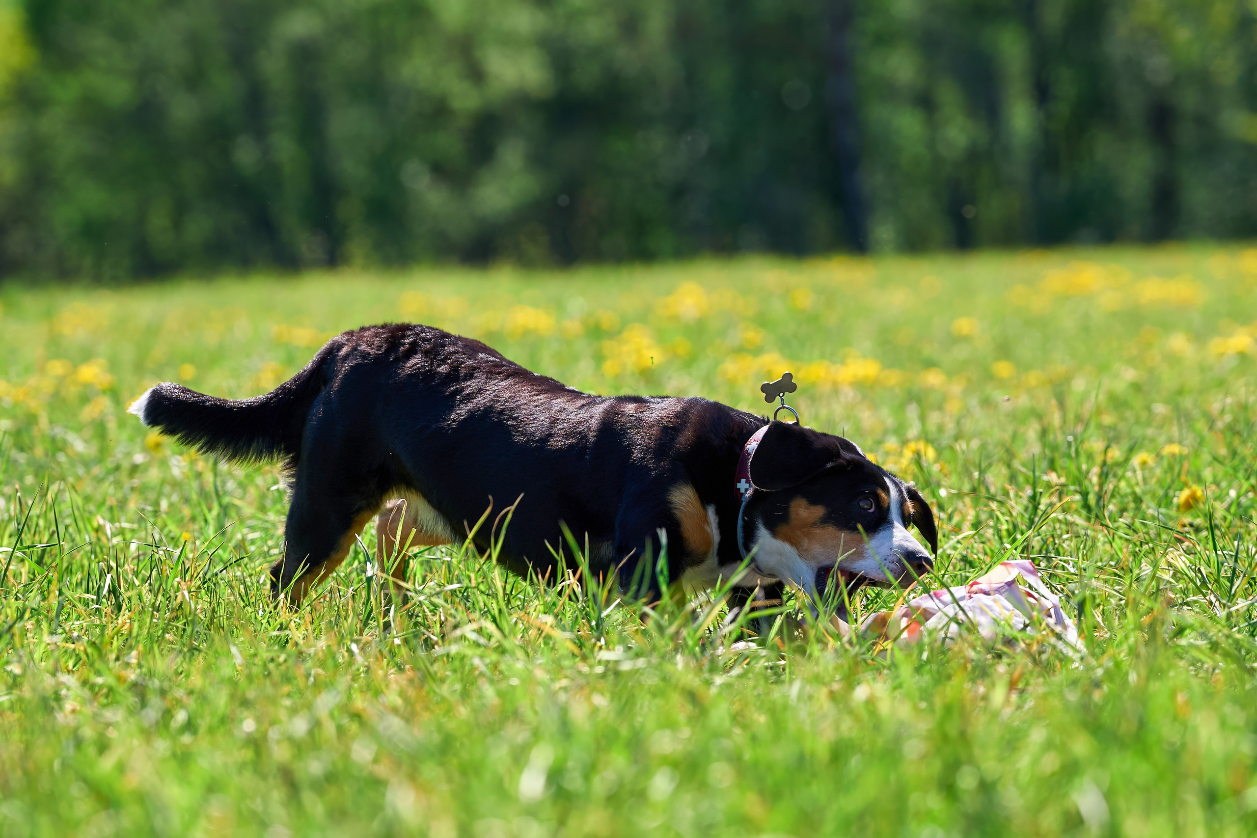 Тренировка по курсингу «на Ярославке». Фотограф-анималист Михаил Манухин
