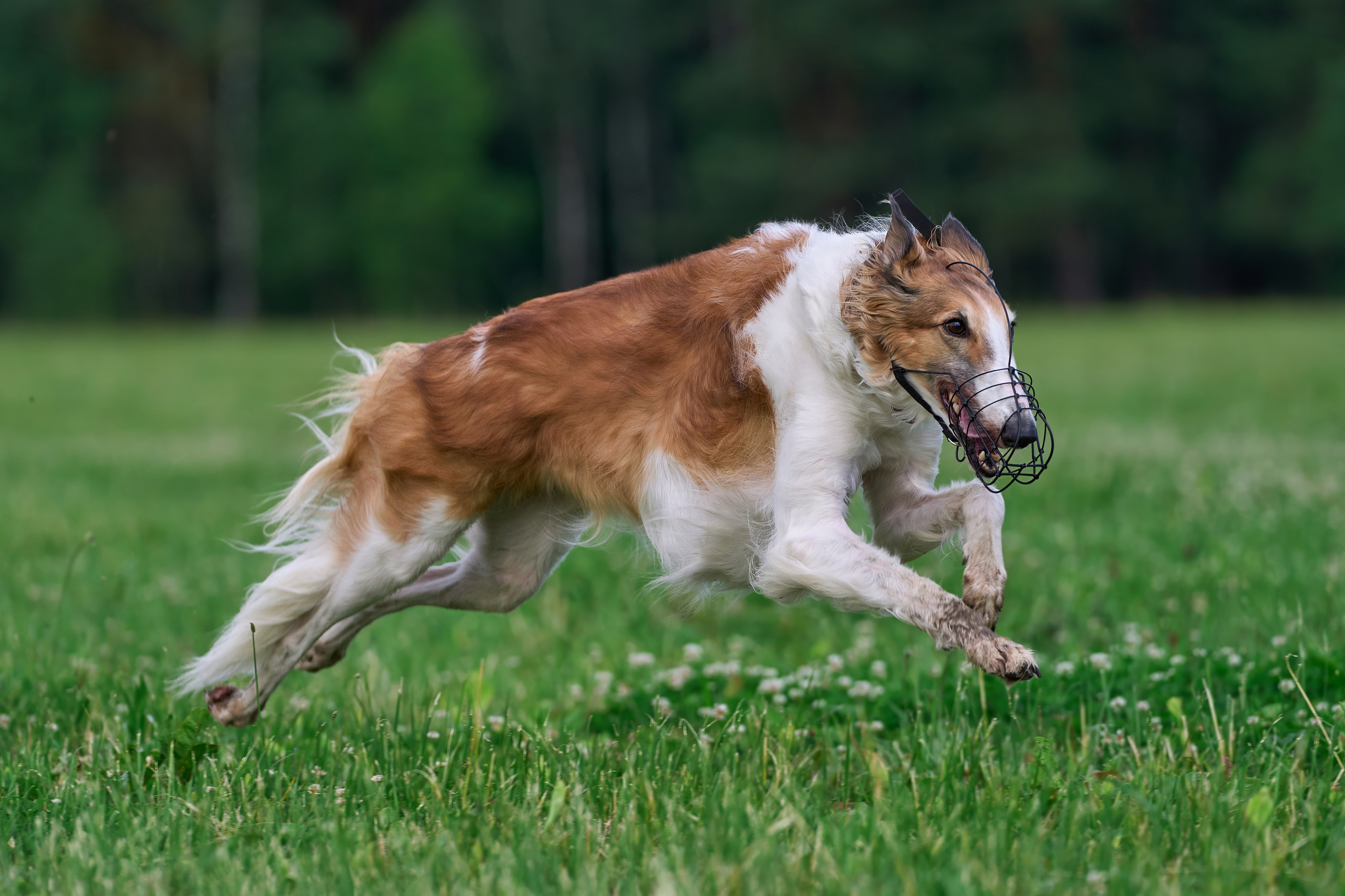 Тренировка по курсингу в Донино. Фотограф-анималист Михаил Манухин
