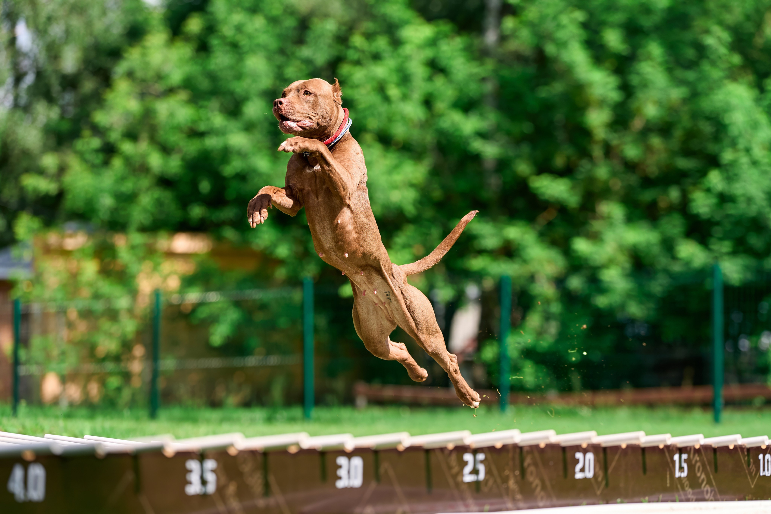 Двухдневные соревнования «Jump'n'Gym Fest — 2024». Фотограф-анималист Михаил Манухин